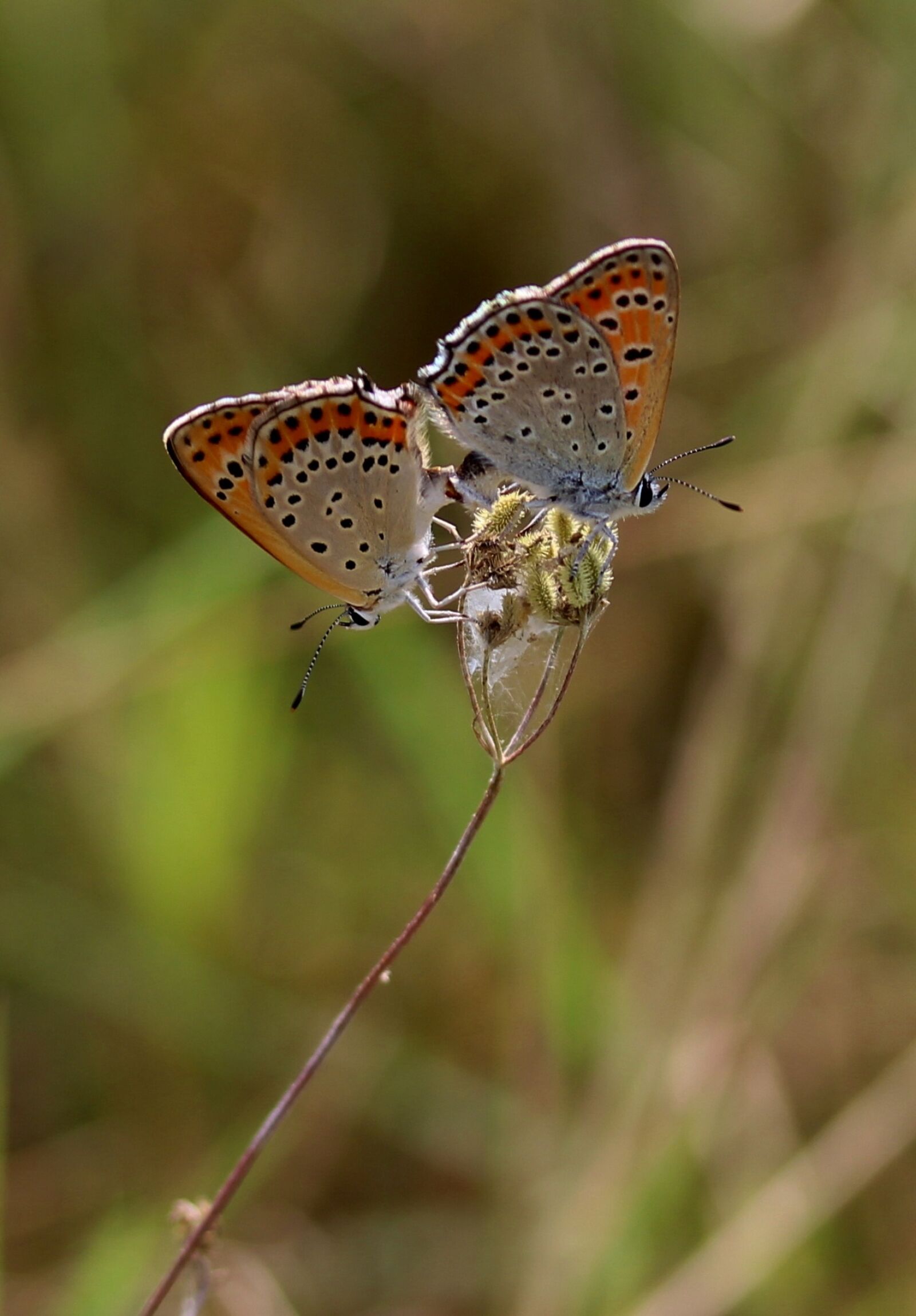 Canon EF-S 60mm F2.8 Macro USM sample photo. Butterflies, pair, multiplication photography
