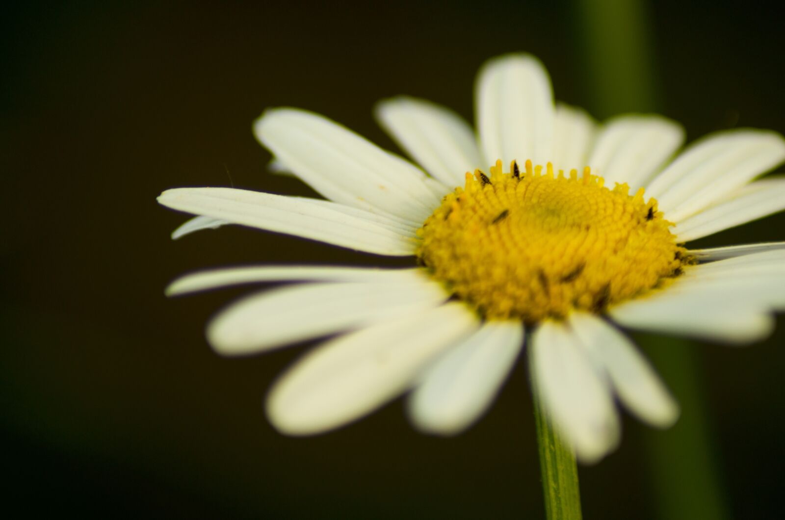 Nikon D5100 sample photo. Daisy, chamomile, june photography