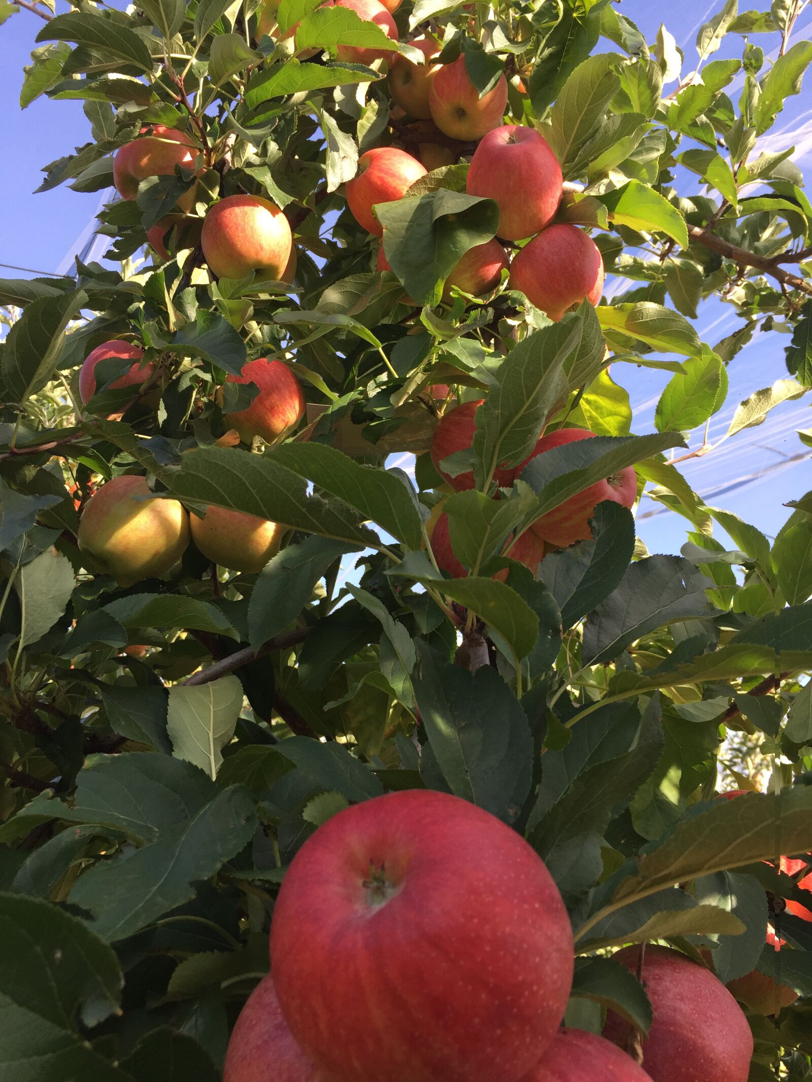 Apple iPhone 6 sample photo. Pommes, pommier, arbre photography