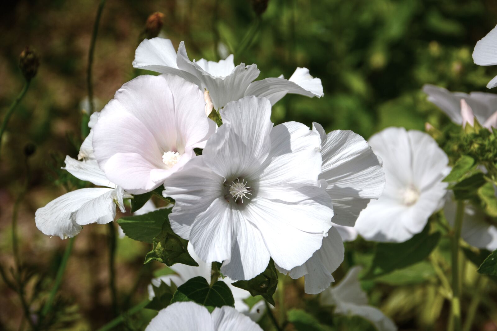 Nikon D5200 sample photo. Bindweed, volubilis, flowers photography