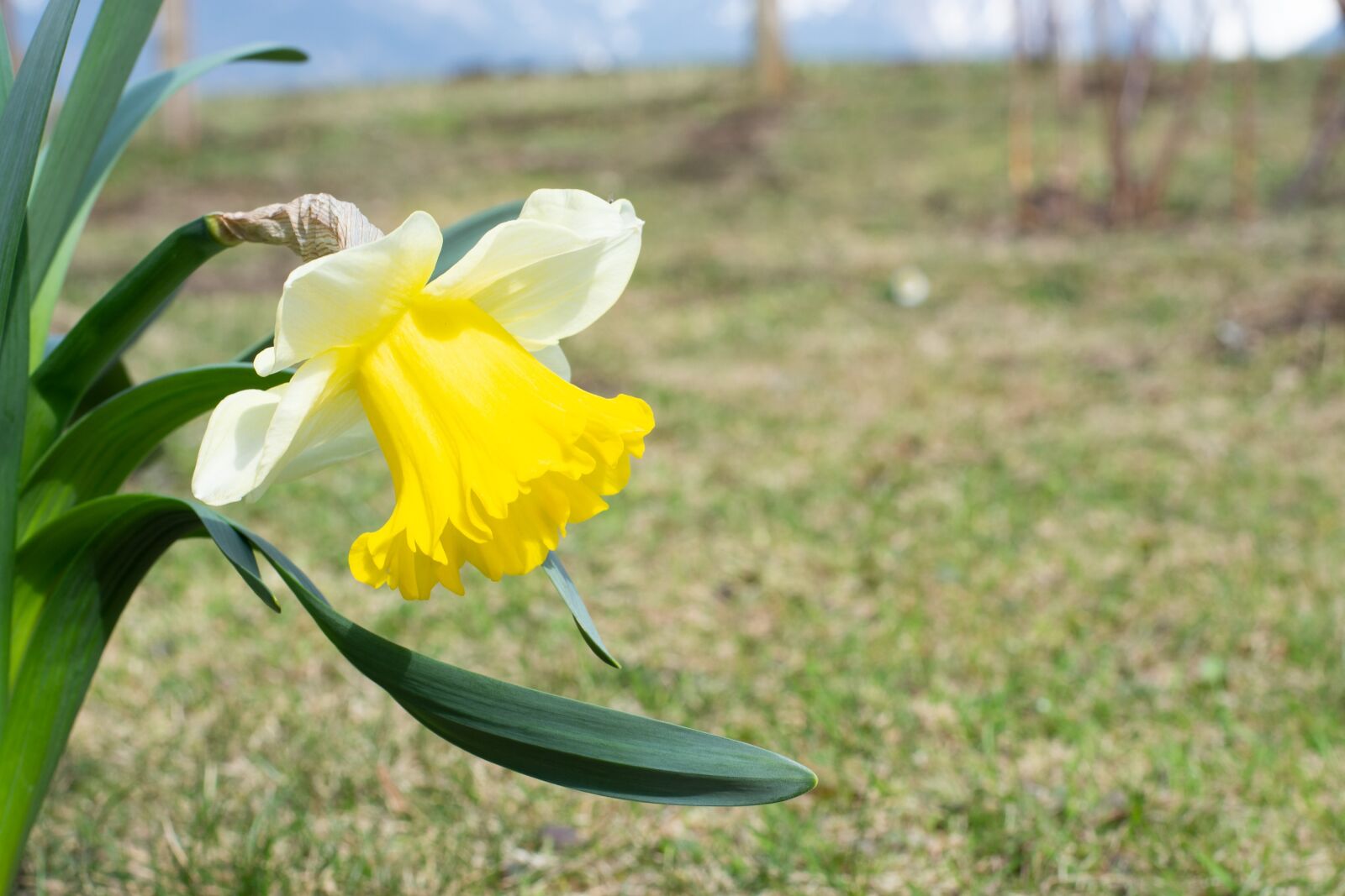 Nikon D7100 sample photo. Narcissus, spring flower, blossom photography