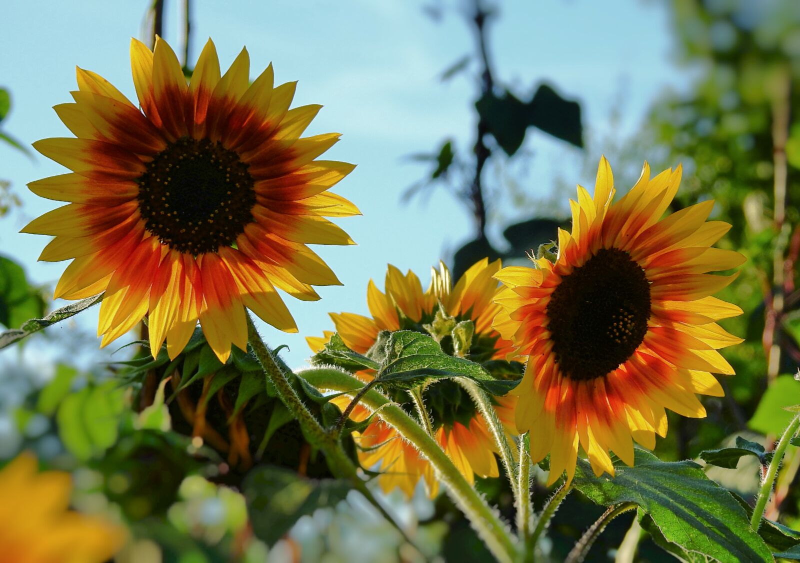 Nikon Coolpix P900 sample photo. Sunflowers, the beauty of photography