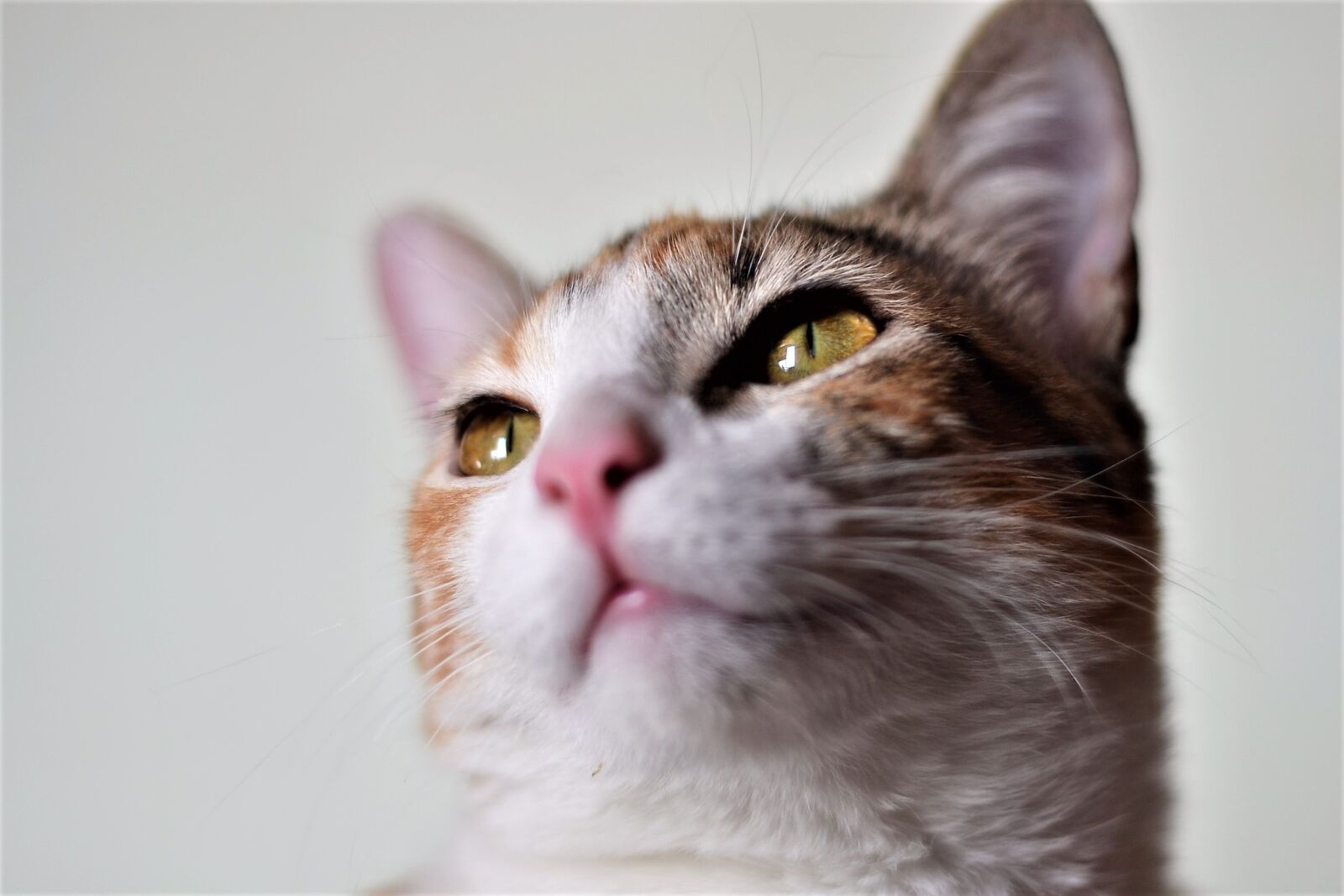 Nikon D3100 sample photo. Cats, animals, pets photography