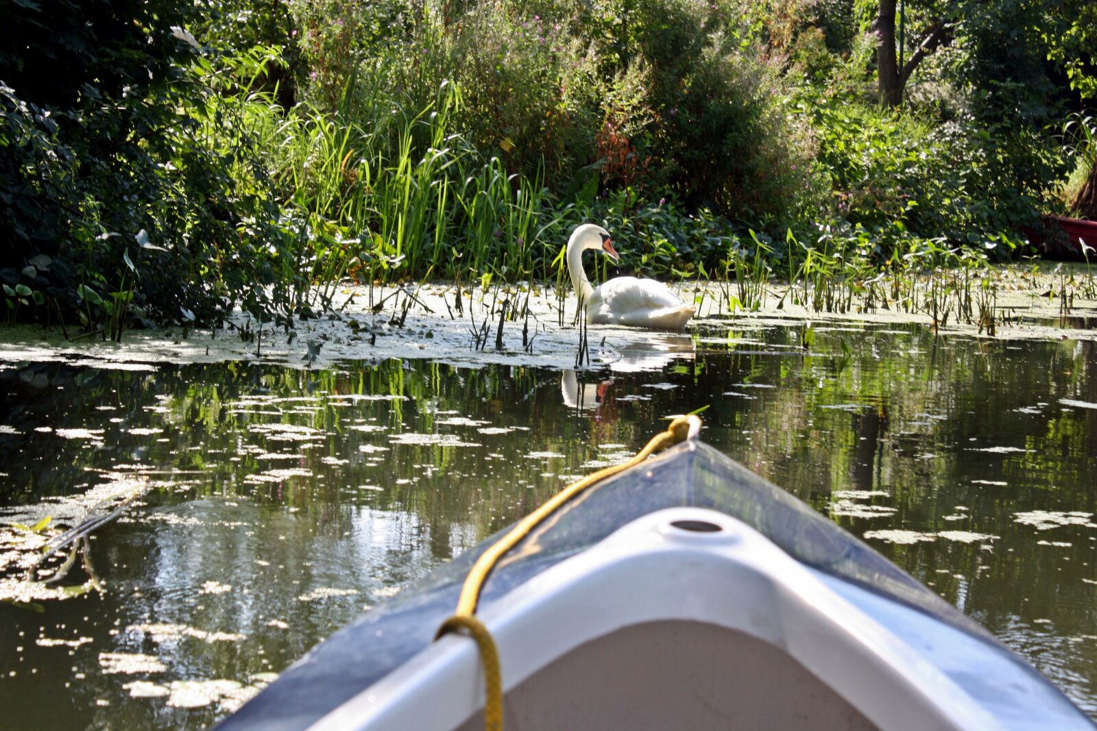 Canon EOS 1000D (EOS Digital Rebel XS / EOS Kiss F) sample photo. Swan, elbe-dove, kajaktorn photography