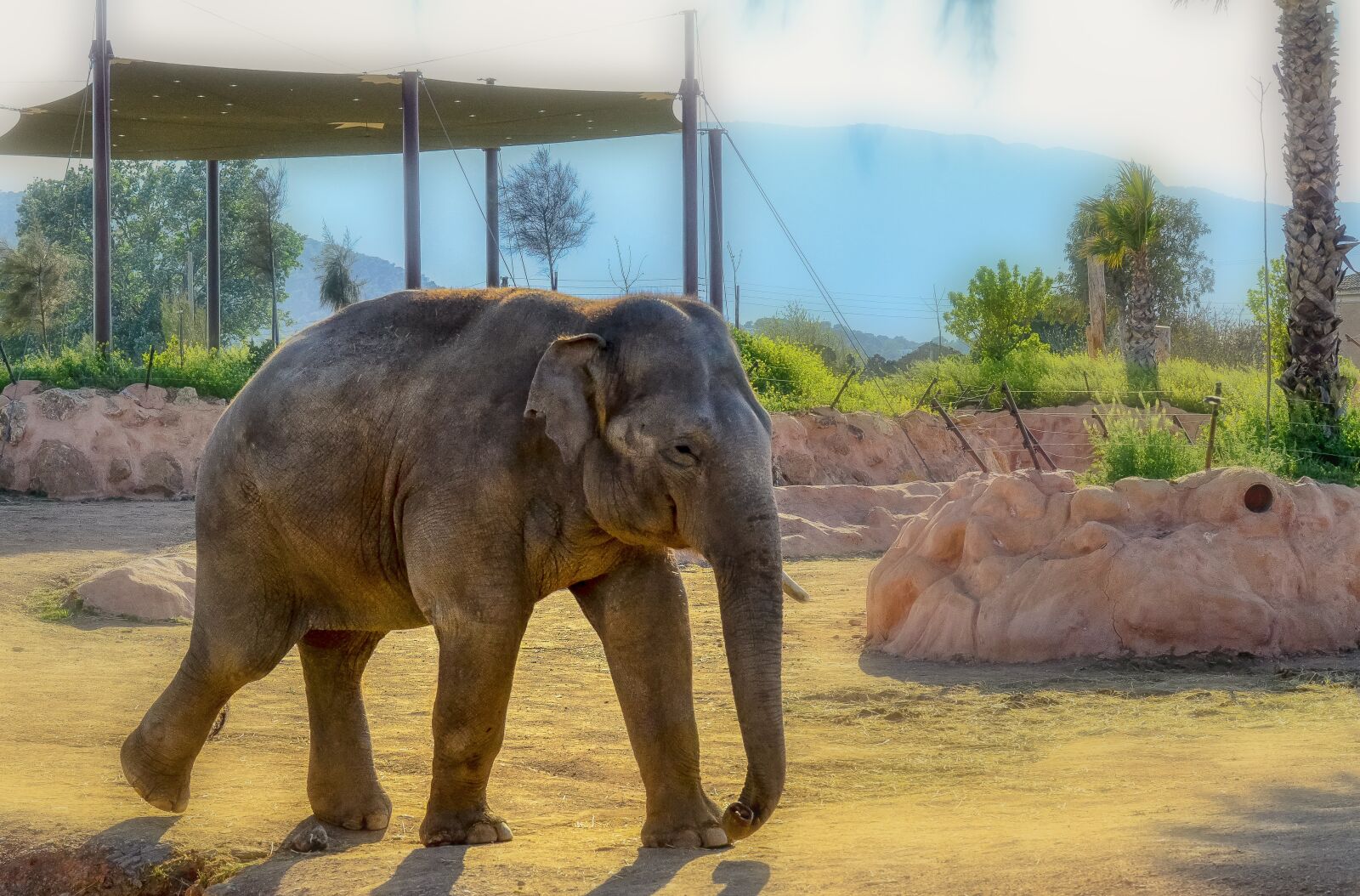 Nikon D7000 sample photo. Elephant, animal, zoo photography