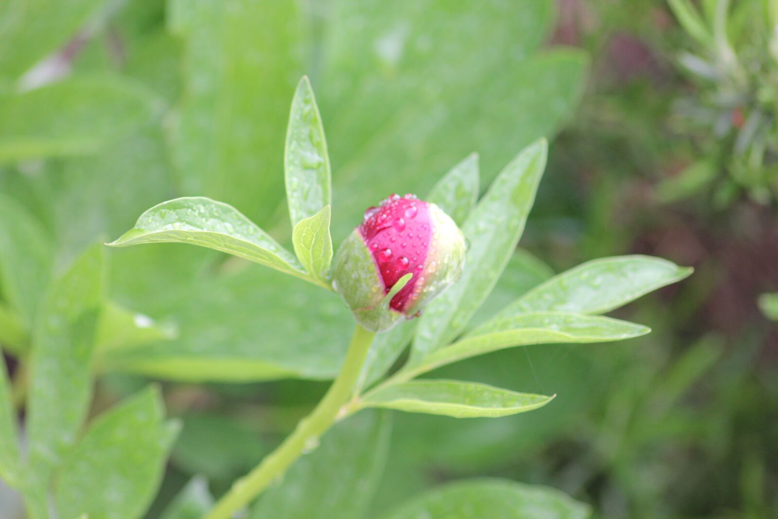 Canon EOS 550D (EOS Rebel T2i / EOS Kiss X4) sample photo. Peony, flower, nature photography