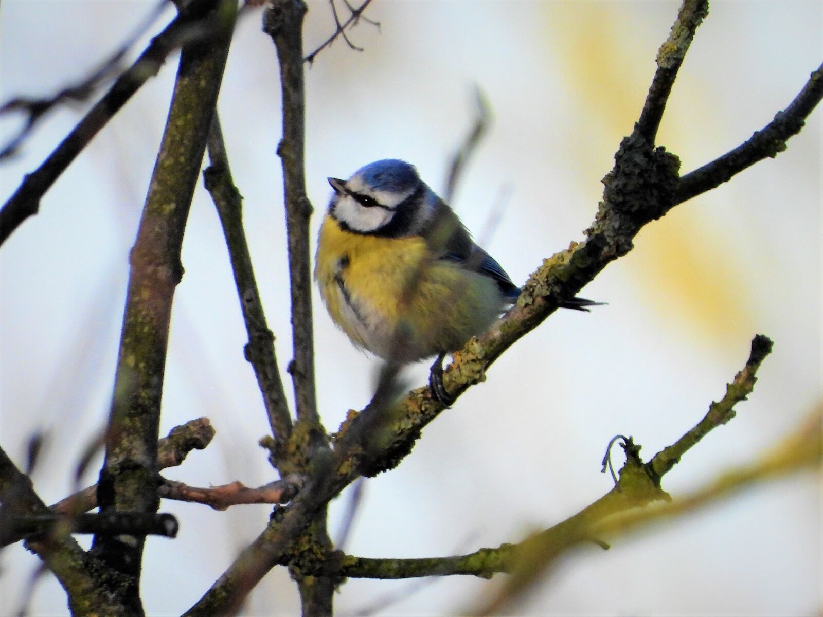 Nikon Coolpix P1000 sample photo. Blue tit, tit, bird photography