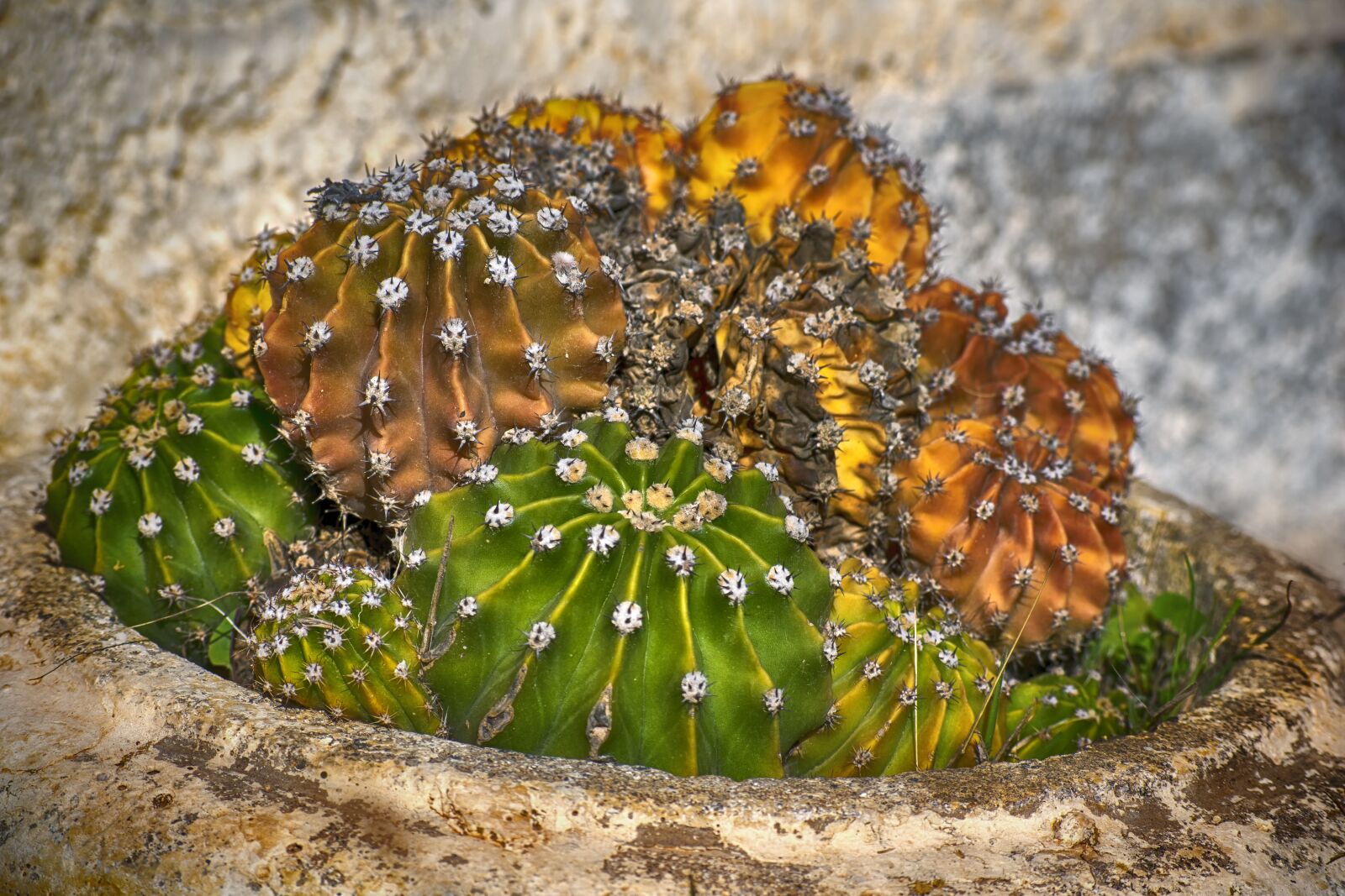 Nikon D3300 sample photo. Cactus, plant, green photography