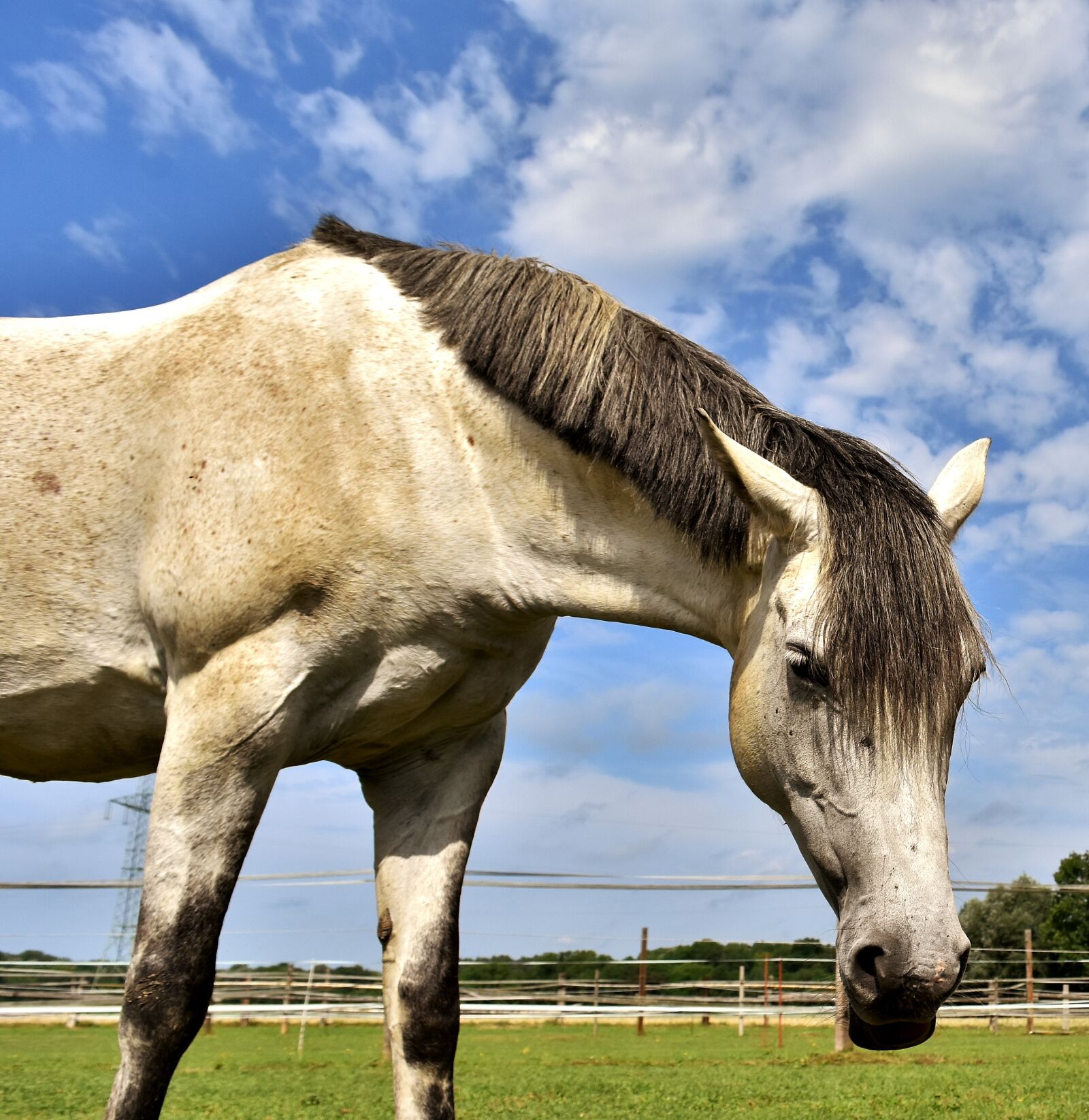 Nikon D7200 sample photo. Mold, horse, love for photography