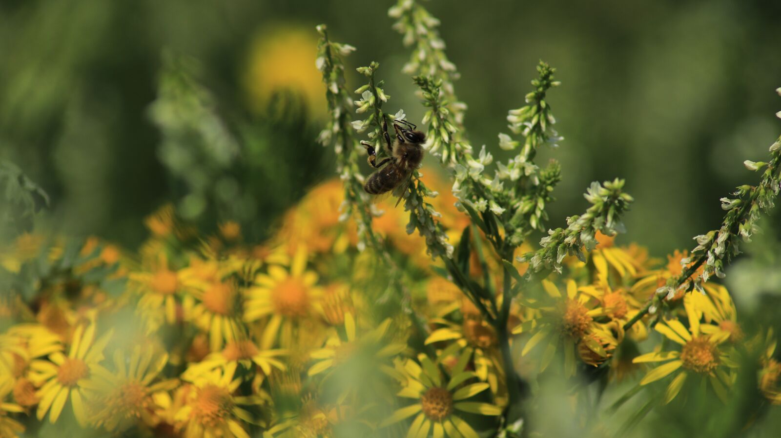 Canon EOS 80D sample photo. Bee, blossom, bloom photography