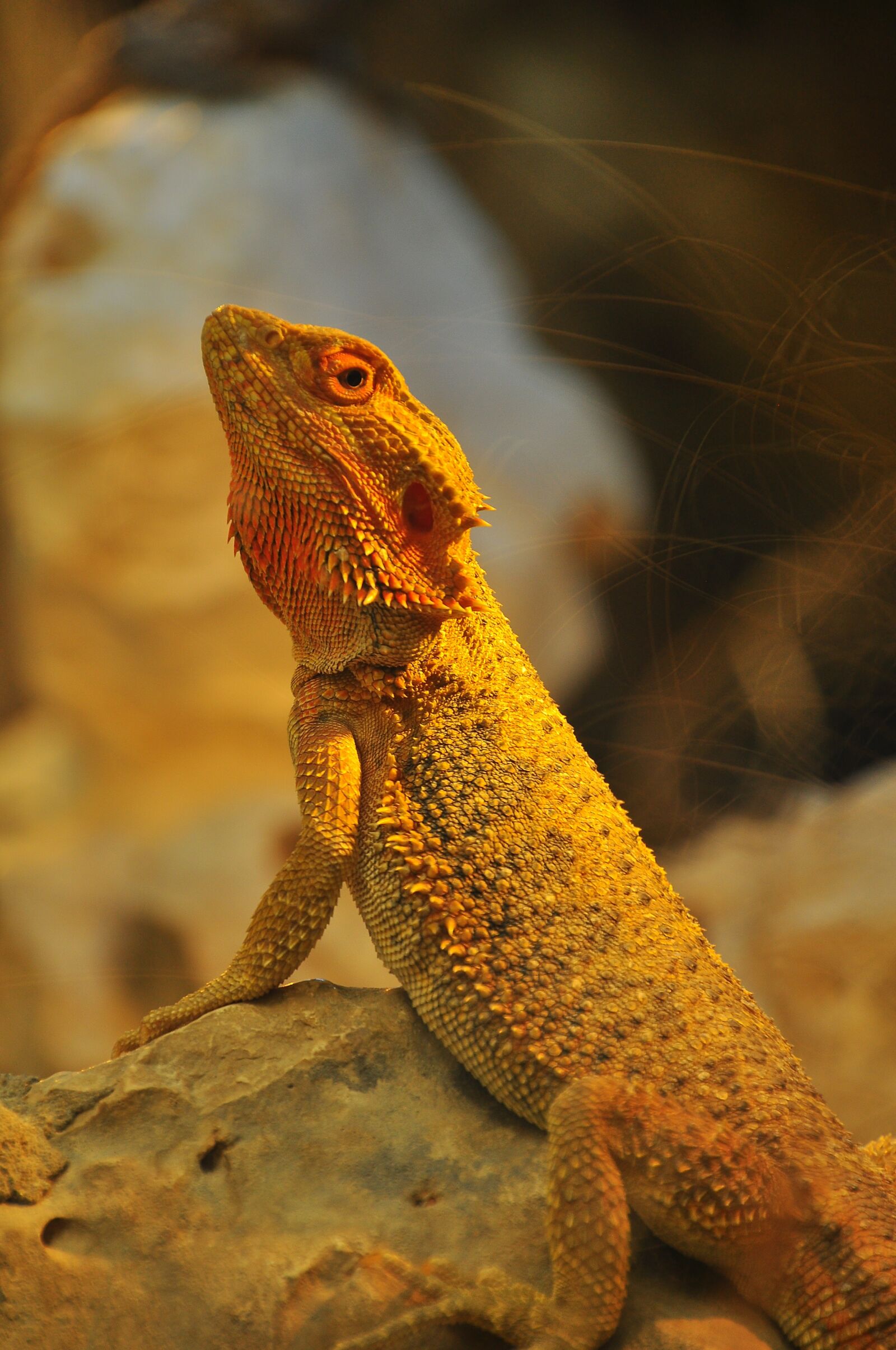 Nikon D90 sample photo. Reptile, yellow, lizard photography