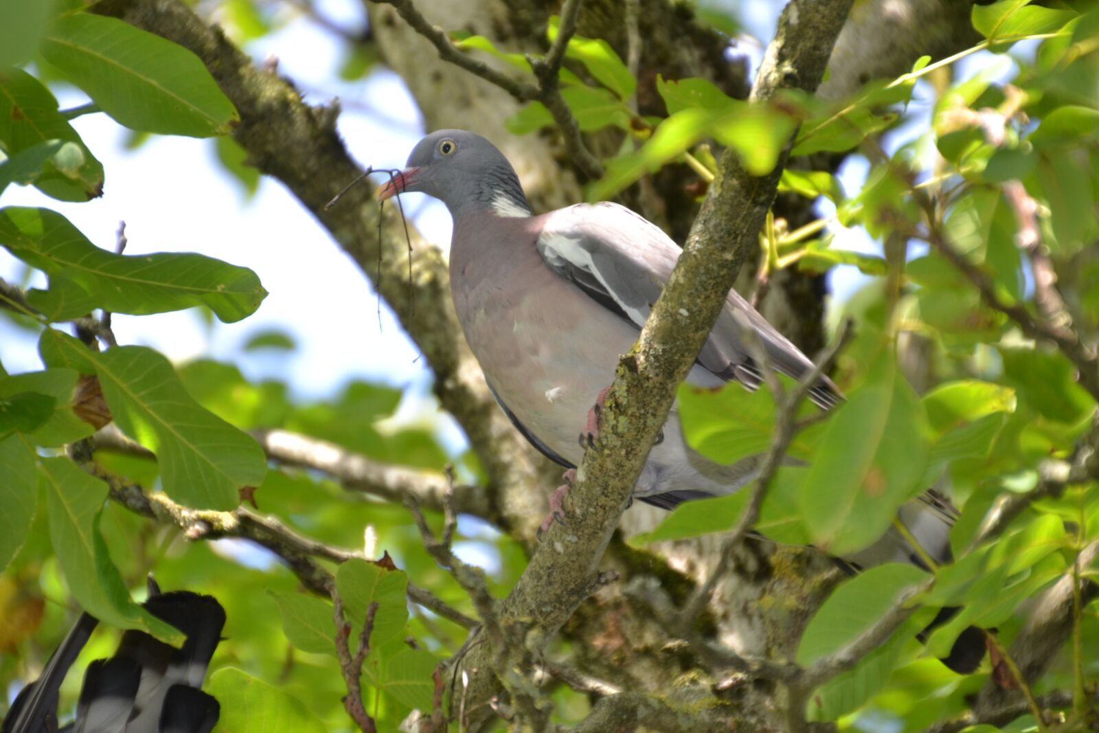 Nikon D3100 sample photo. Dove, nest, bird photography
