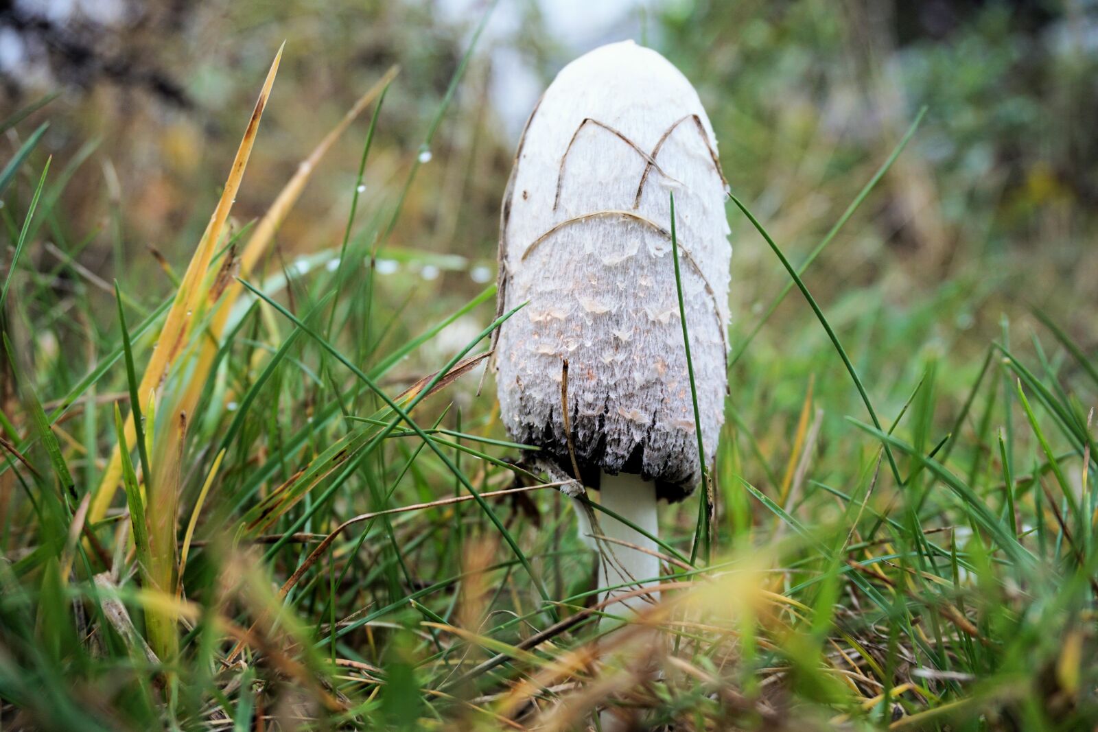 Sony a6000 sample photo. Mushroom, forest, autumn photography