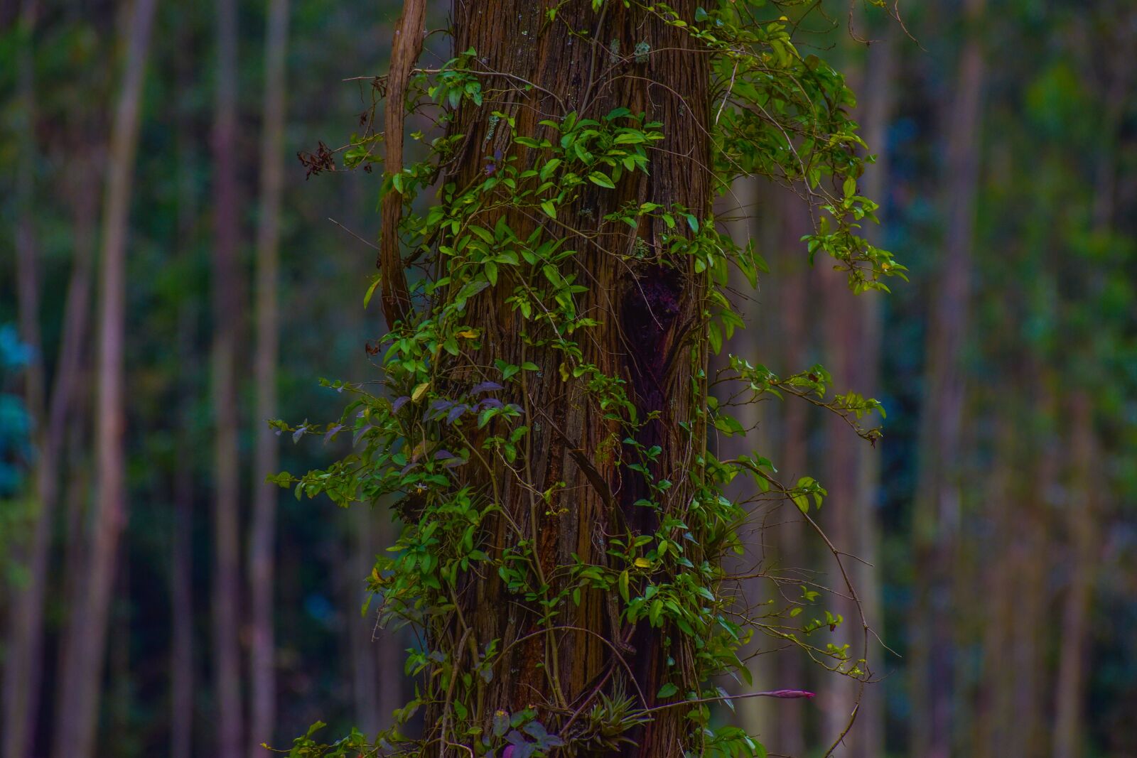 Nikon D3400 sample photo. Nature, plant, flowering photography