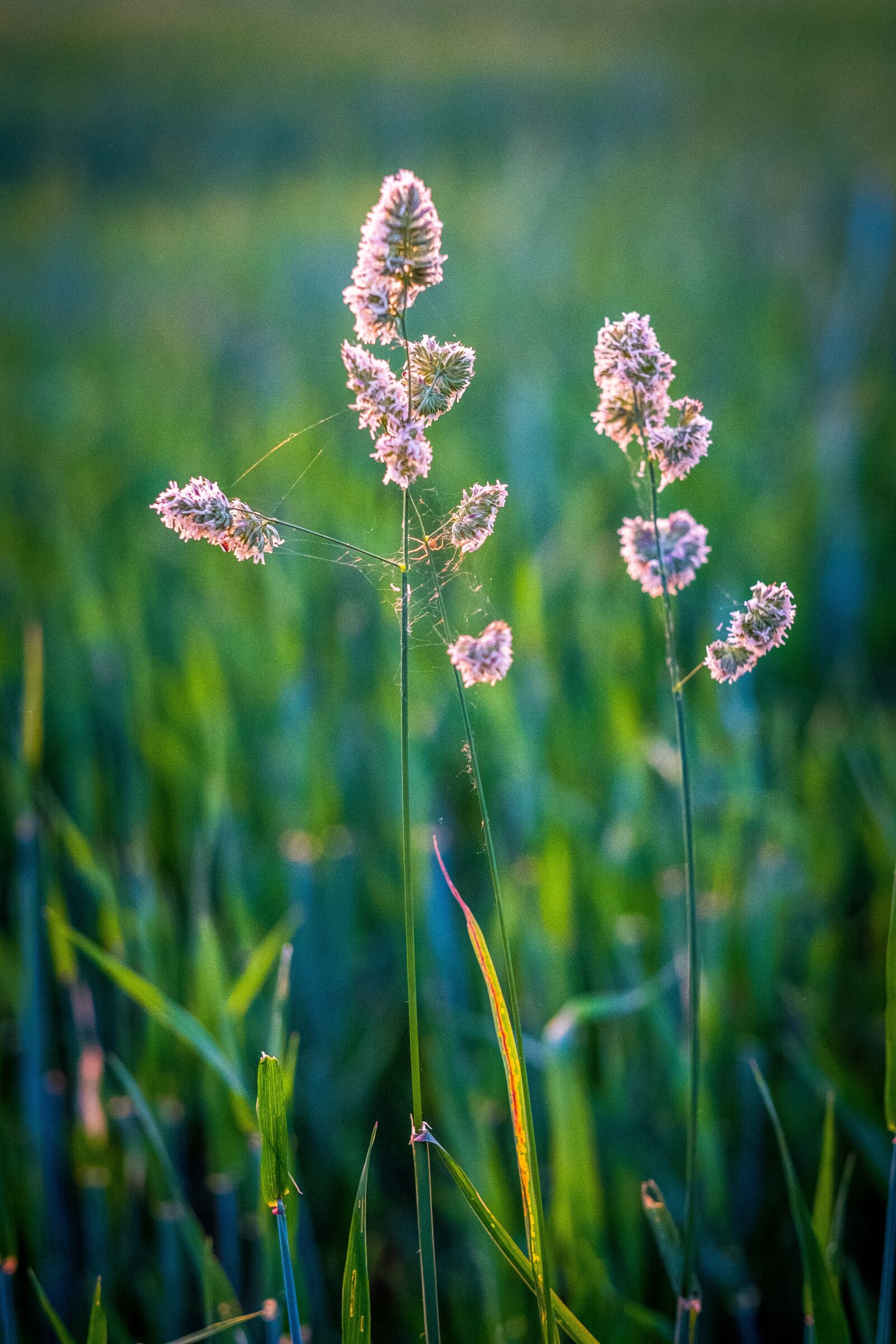Fujifilm X-T2 + Fujifilm XF 56mm F1.2 R sample photo. Grass, grasses, bud photography
