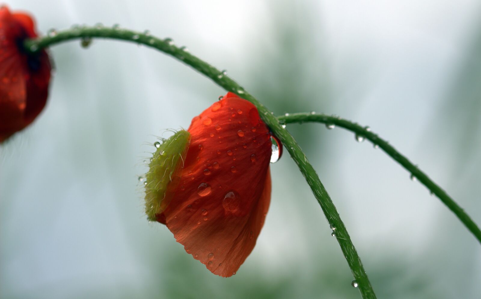 Canon EOS 650D (EOS Rebel T4i / EOS Kiss X6i) sample photo. Poppy, papaver rhoeas, klatschmohn photography