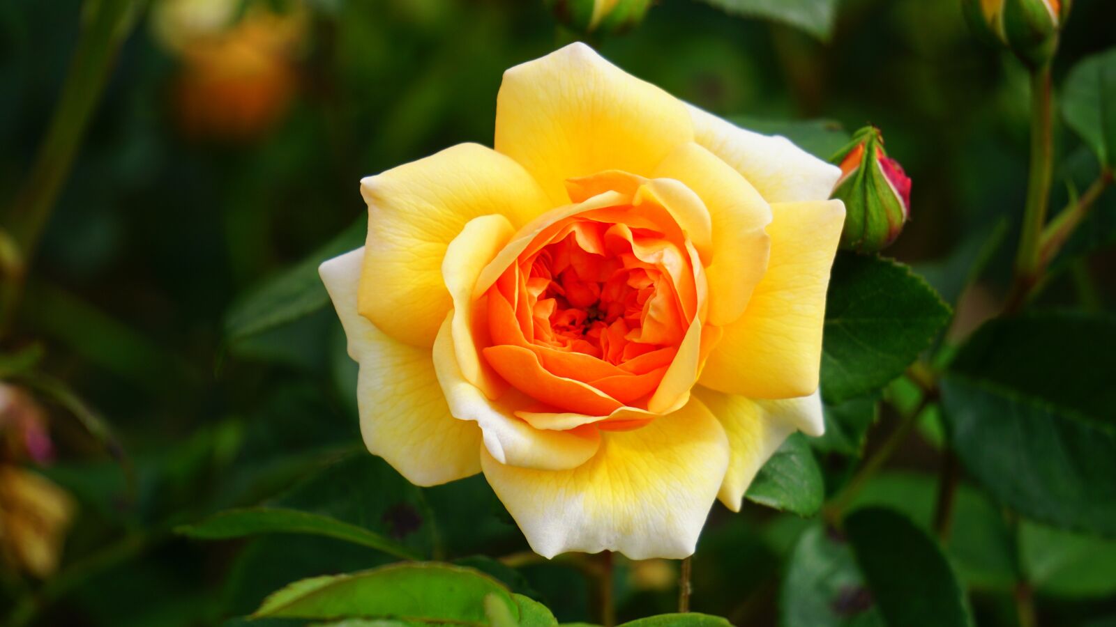 Sony E 55-210mm F4.5-6.3 OSS sample photo. Flower, rose, yellow photography