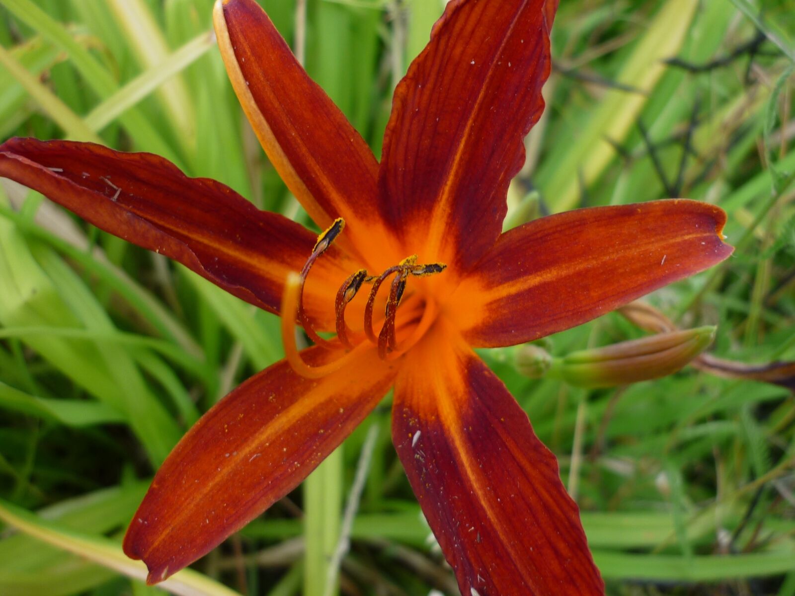 Panasonic Lumix DMC-FS6 sample photo. Day lily, nature, flower photography