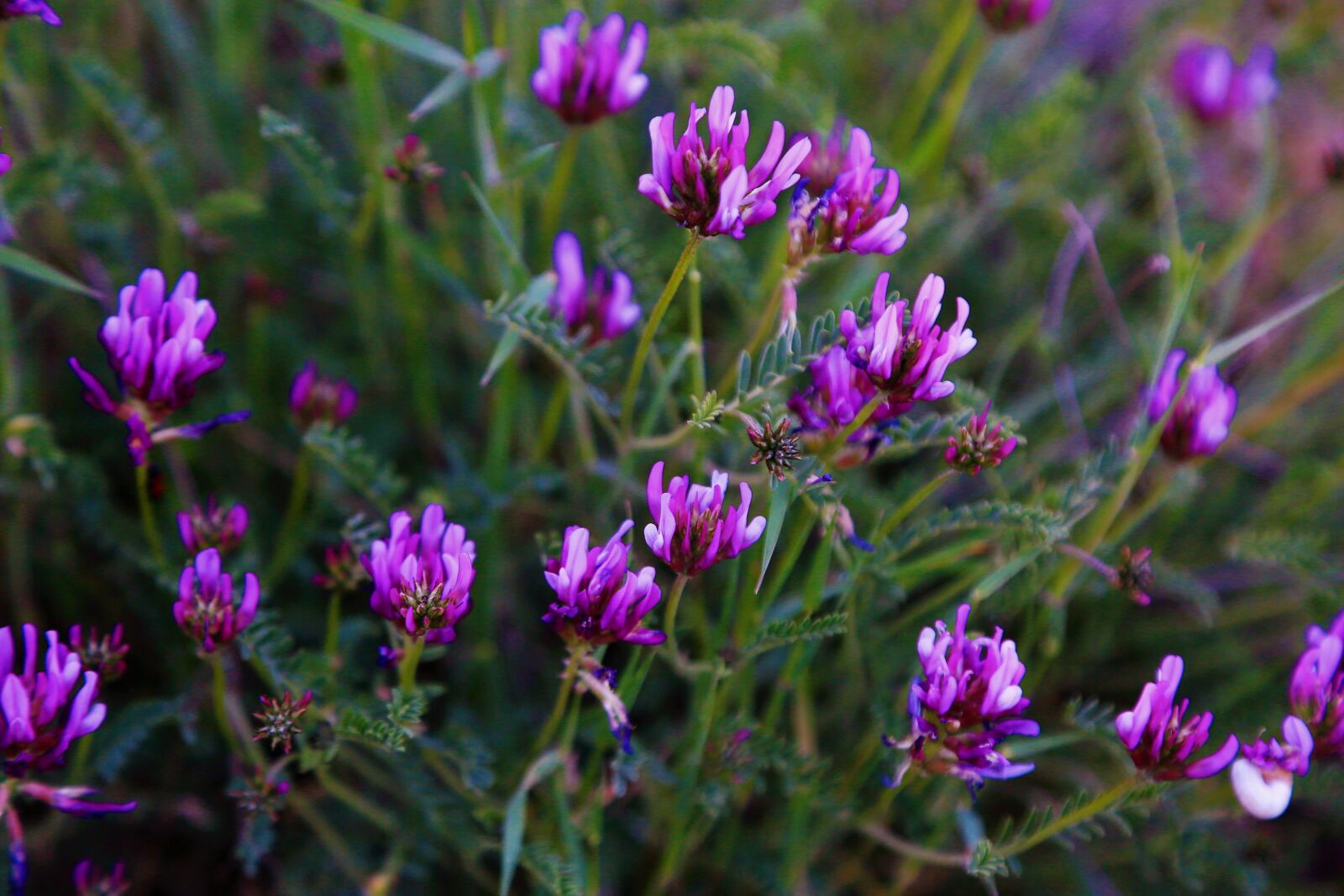Canon EOS 5D Mark III sample photo. Flowers, spring, purple photography