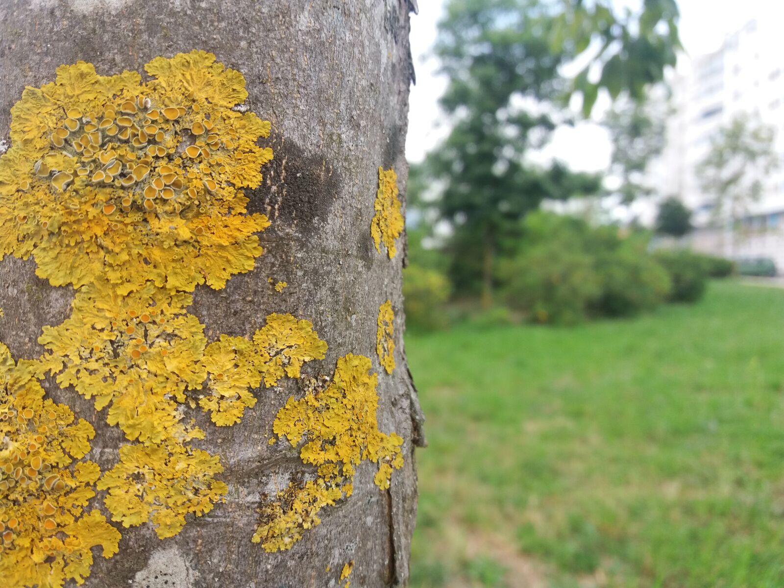 Samsung Galaxy J5 sample photo. Moss, tree, garden photography