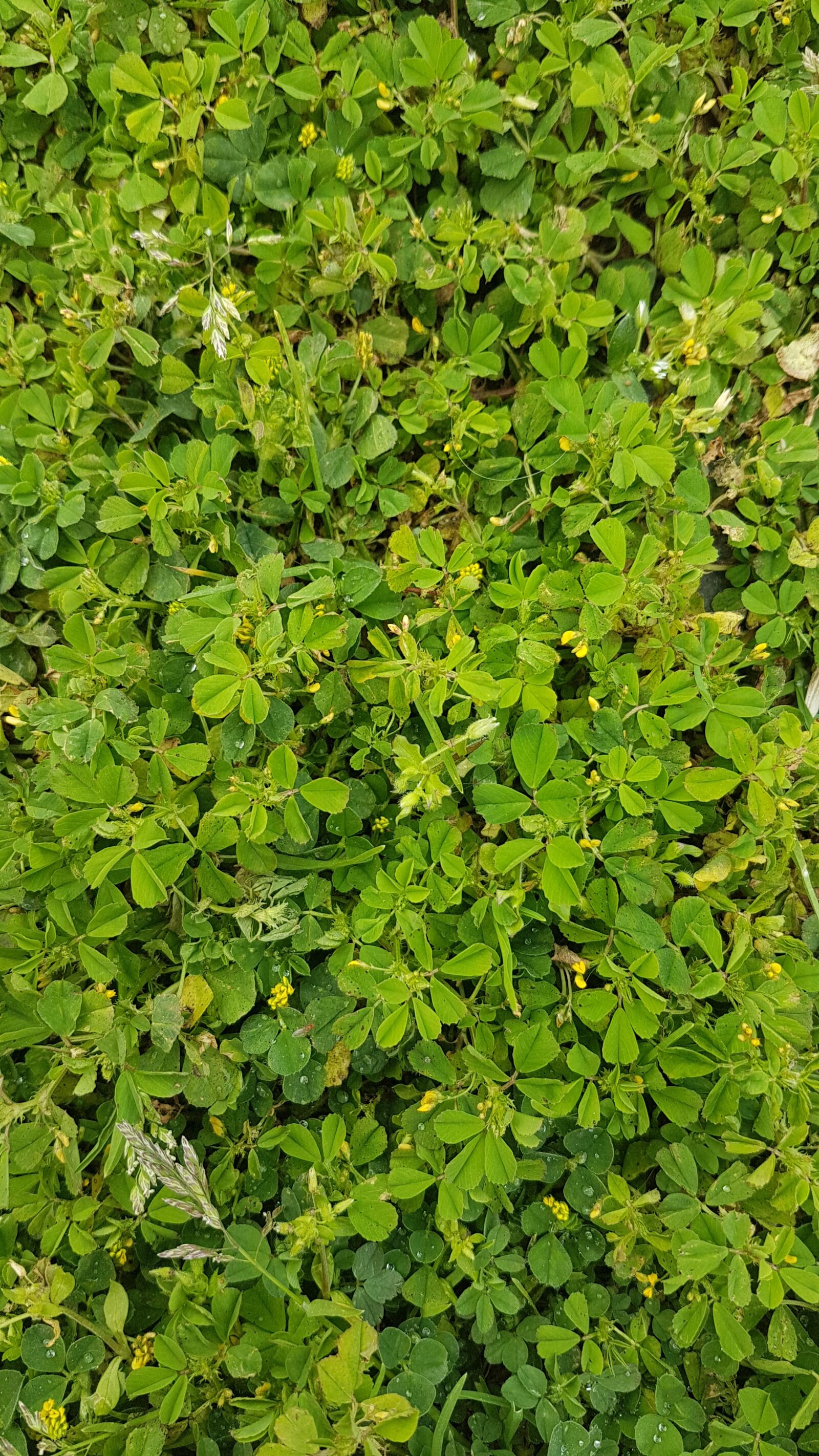 Samsung Galaxy S7 Edge sample photo. трава, зелень, клевер photography