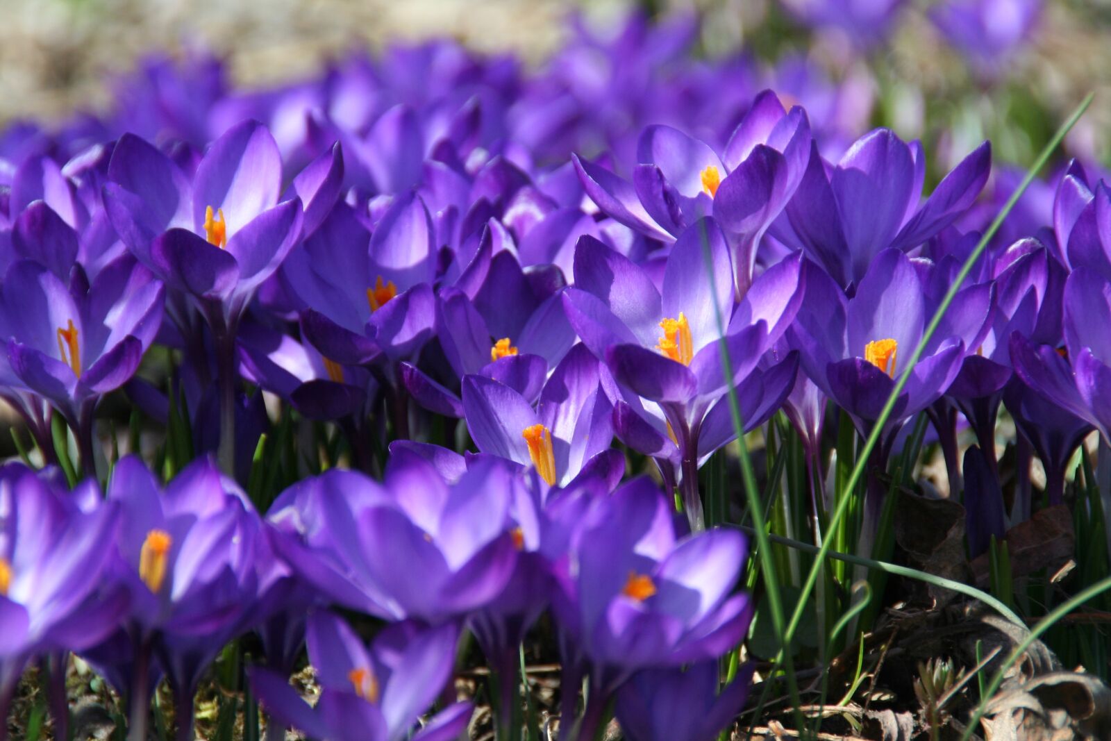 Canon EOS 350D (EOS Digital Rebel XT / EOS Kiss Digital N) sample photo. Spring, crocus, flowers photography