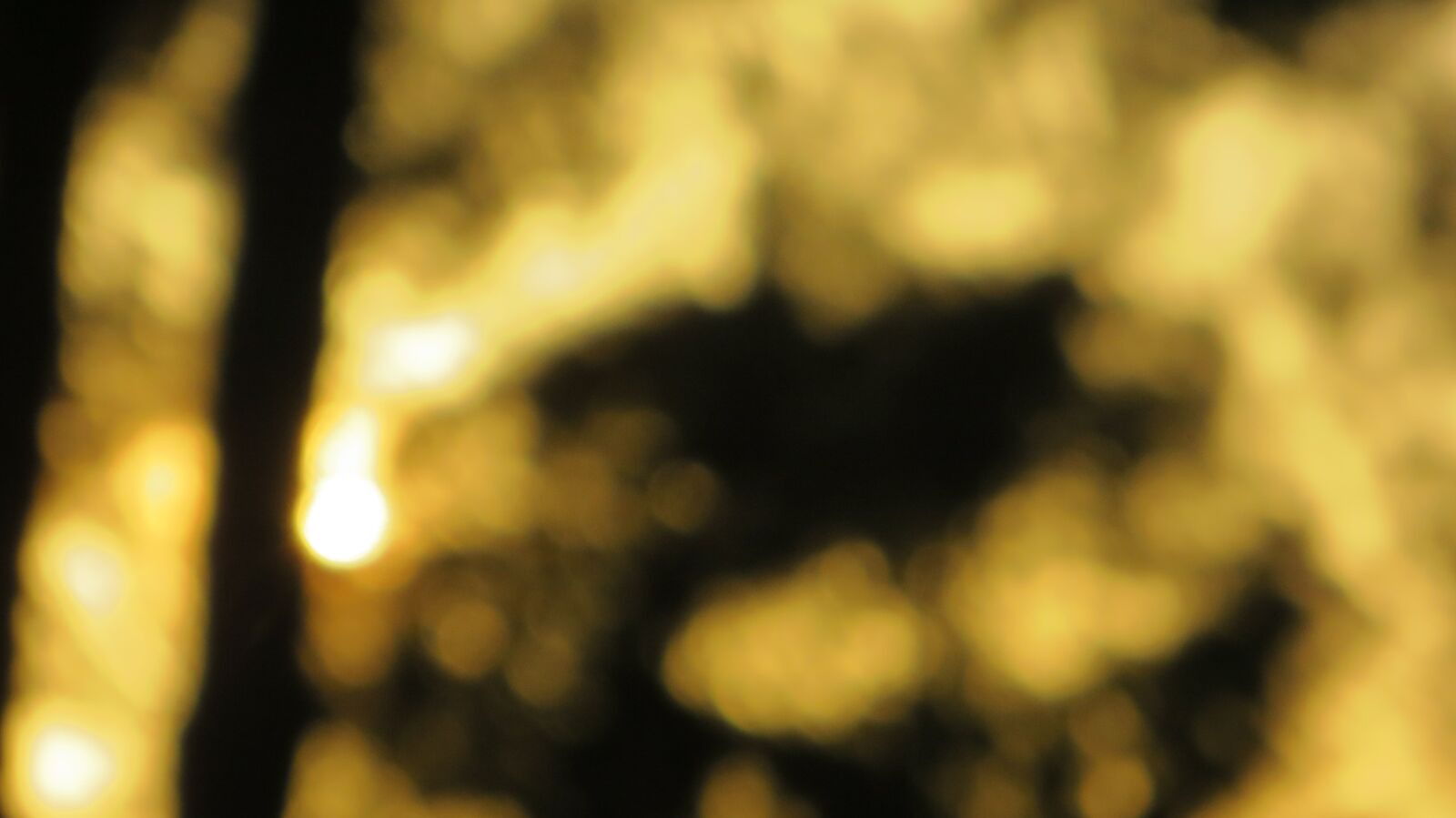 Canon PowerShot SX240 HS sample photo. Tree, blur background, forest photography