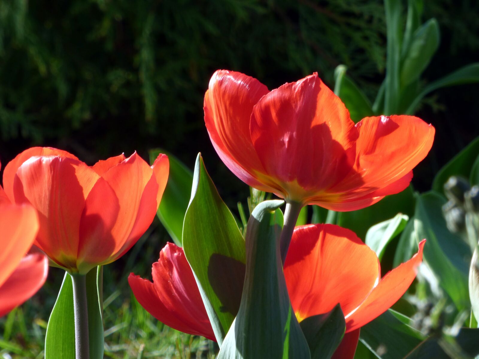 Panasonic DMC-FZ72 sample photo. Flowers, tulips, spring photography