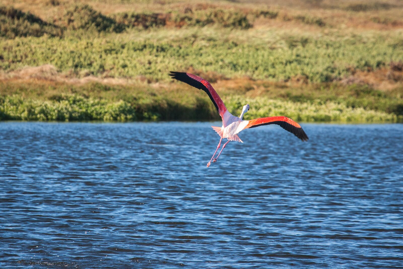Canon EOS-1D Mark II N sample photo. Greater flamingo in flight photography