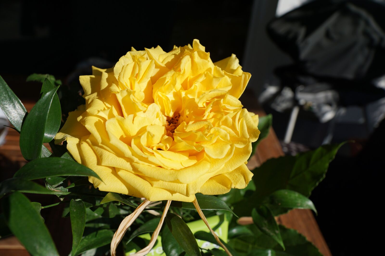 Sony DT 16-50mm F2.8 SSM sample photo. Rose, yellow, flower photography