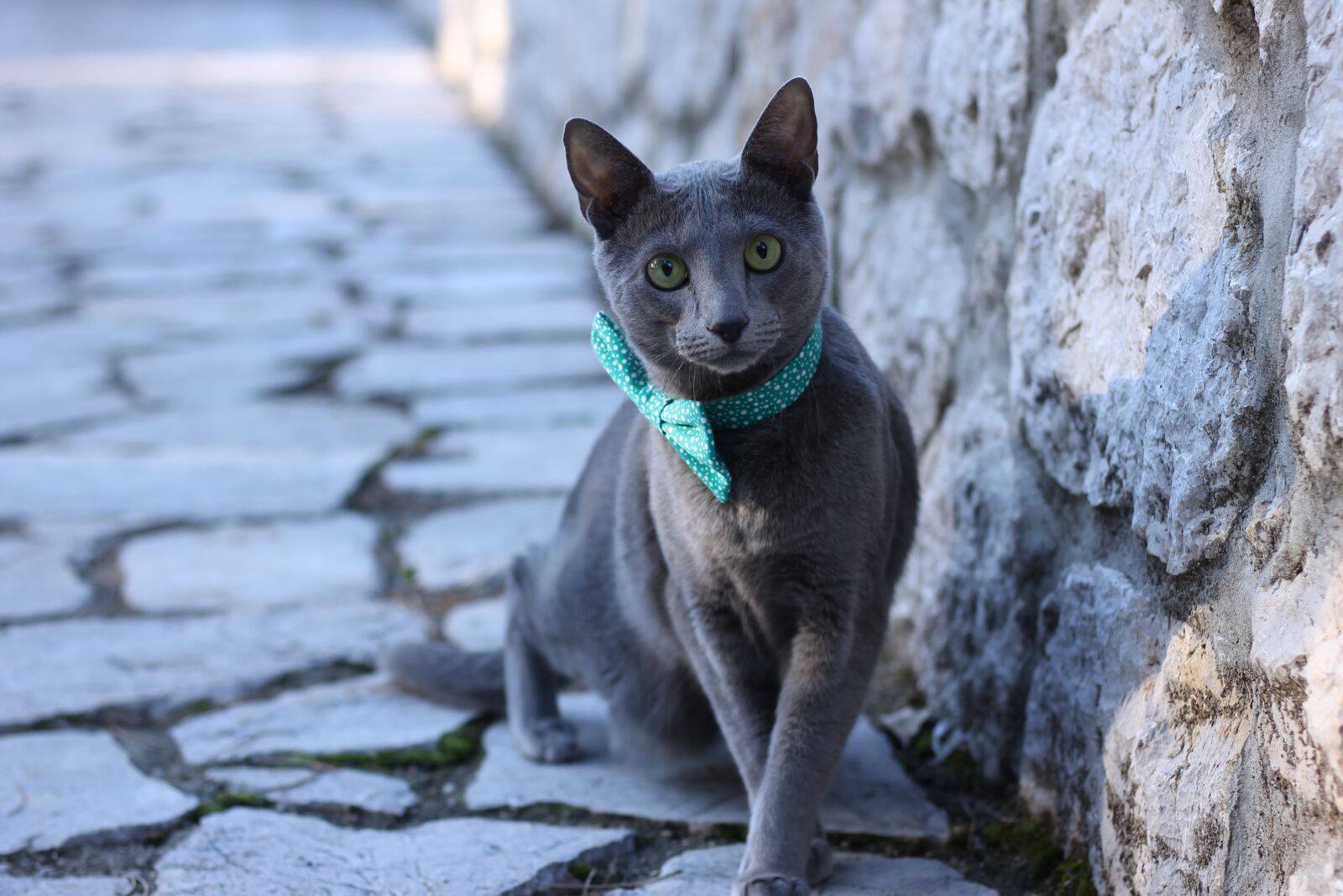 Canon EOS 1100D (EOS Rebel T3 / EOS Kiss X50) + Canon EF 50mm F1.8 STM sample photo. Cat, pet, pets photography