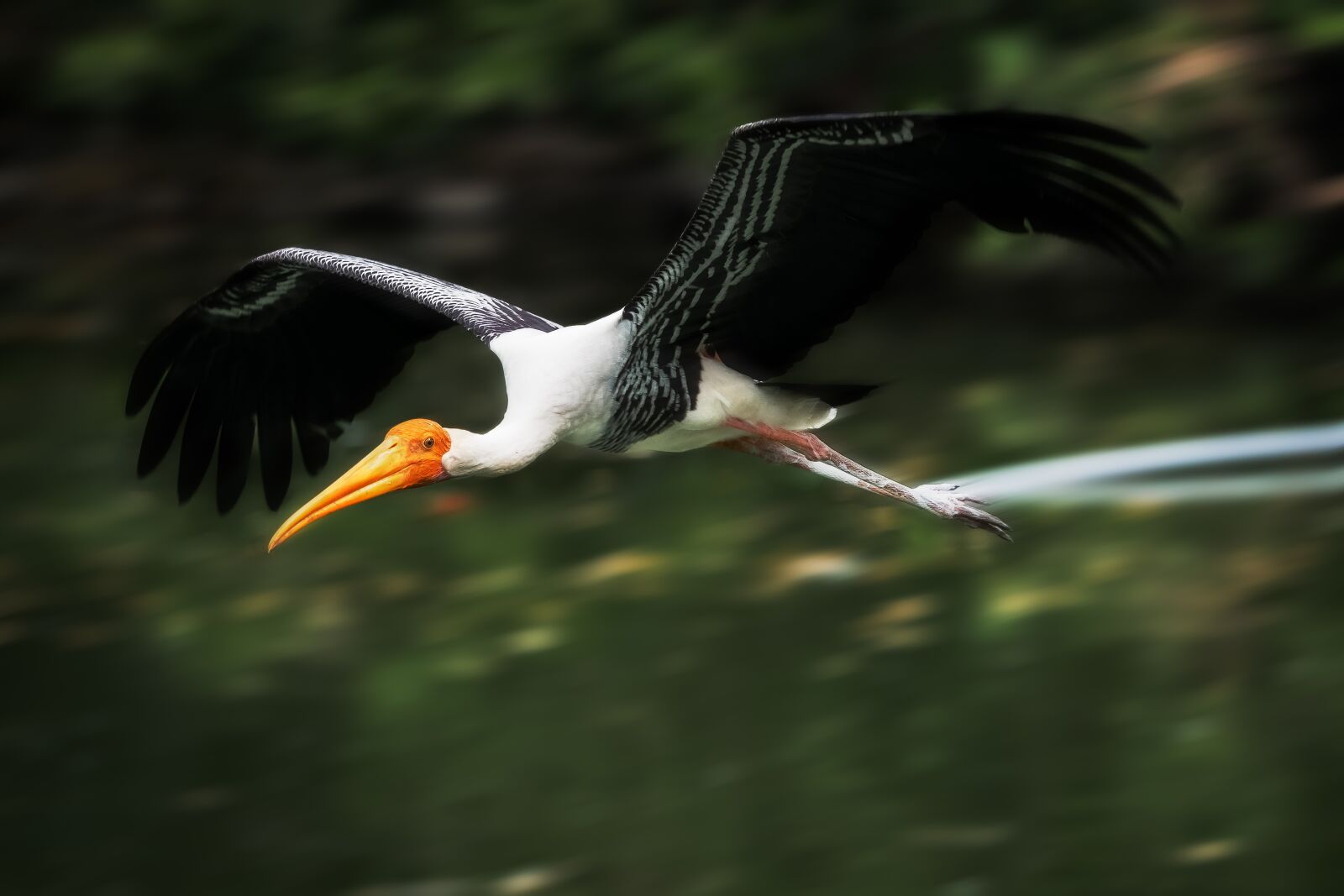 Nikon D500 sample photo. Bird, painted stork, nature photography
