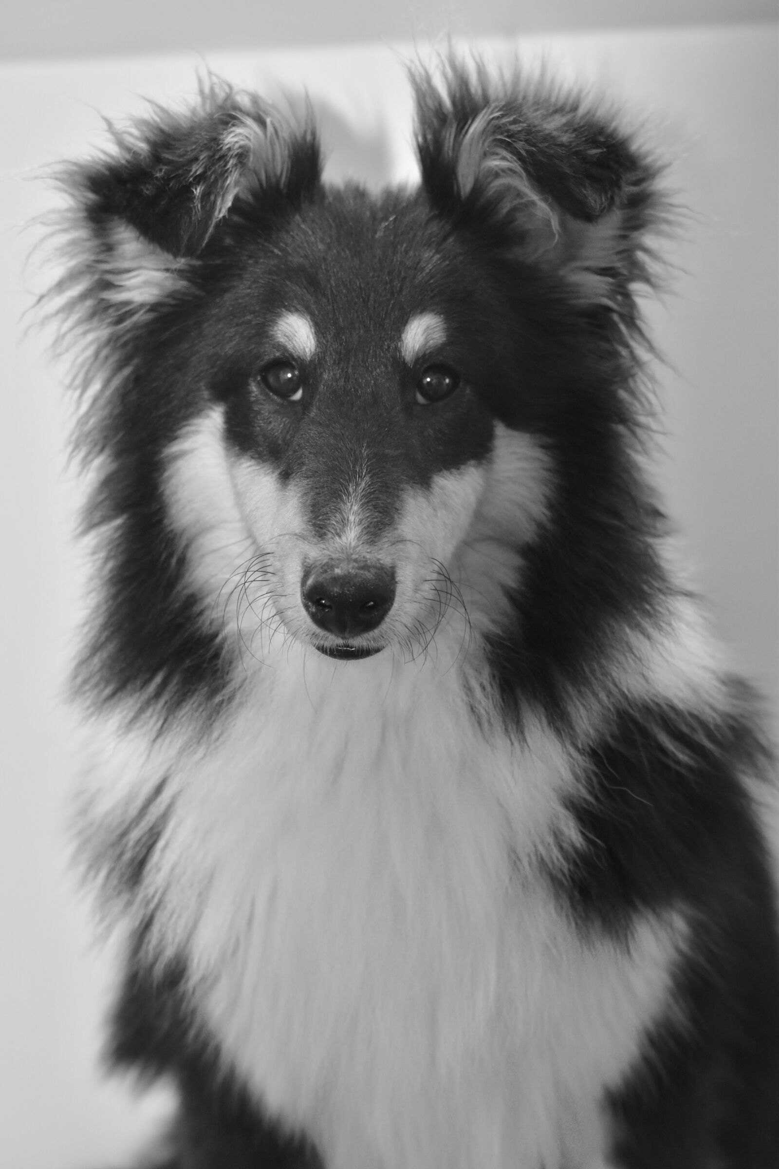 Nikon D5600 sample photo. Dog, pup, black and photography