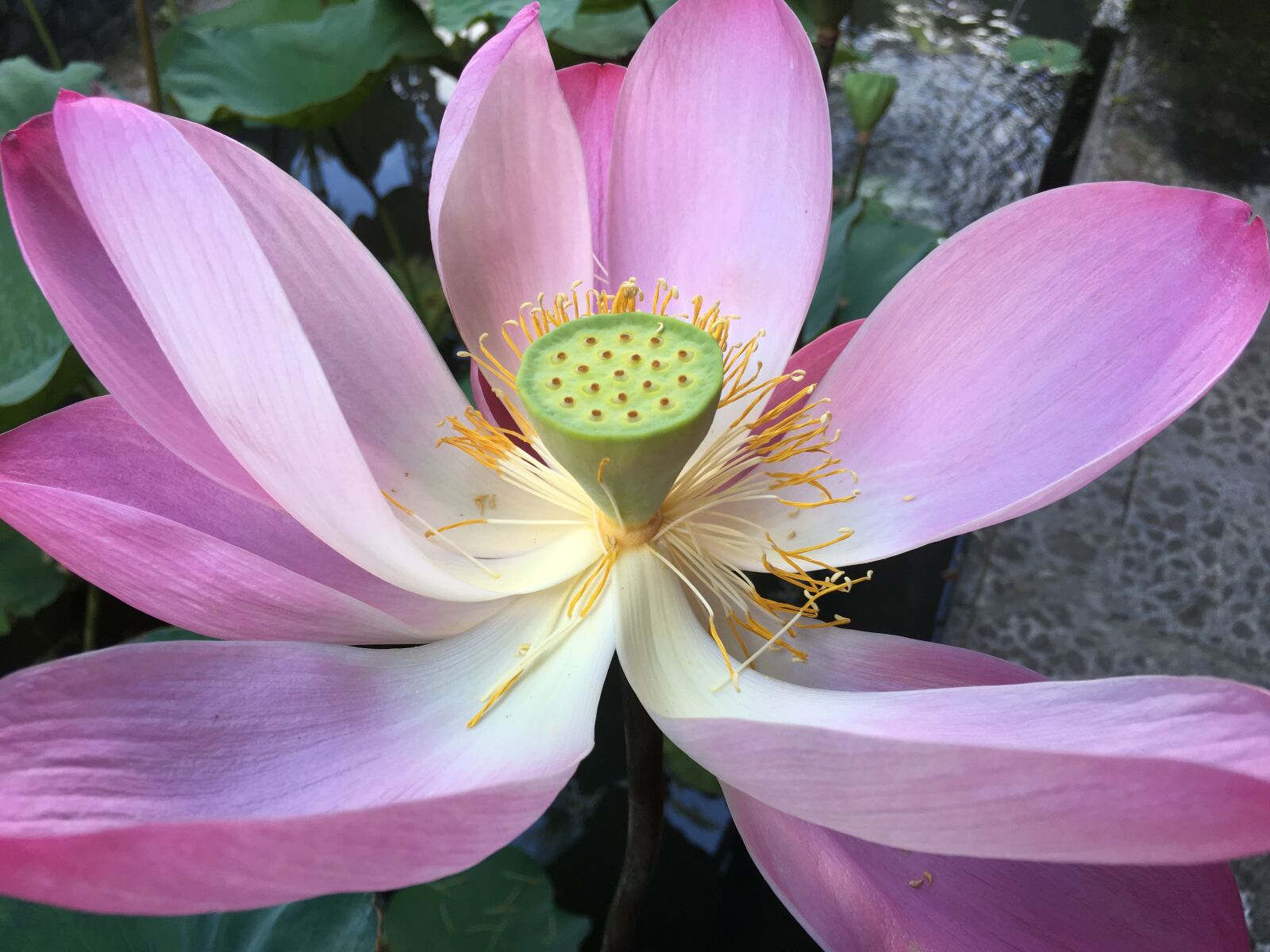 iPhone 6s Plus back camera 4.15mm f/2.2 sample photo. Lotus, flower, bloom photography
