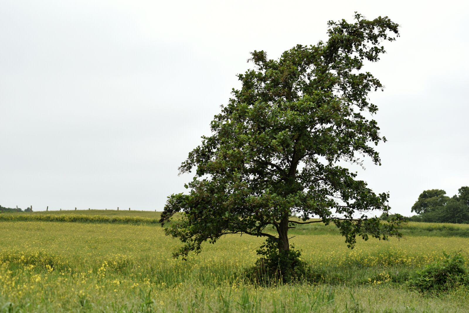 Nikon D5300 sample photo. Landscape, tree, spring photography