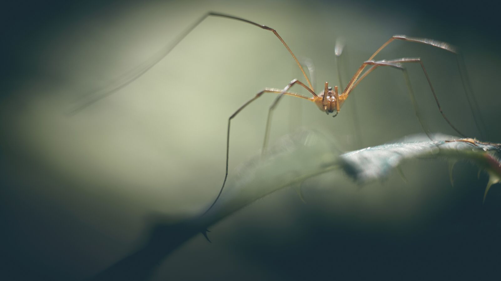 Olympus M.ZUIKO DIGITAL ED 12-40mm 1:2.8 sample photo. Spider, macro, nature photography