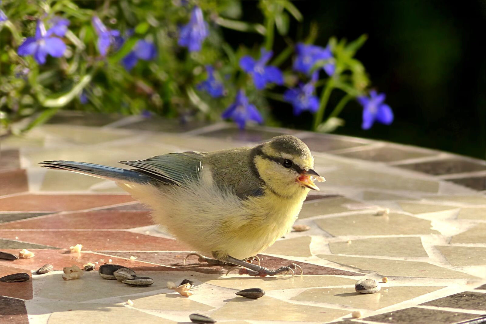Panasonic Lumix DMC-FZ200 sample photo. Animal, bird, tit photography