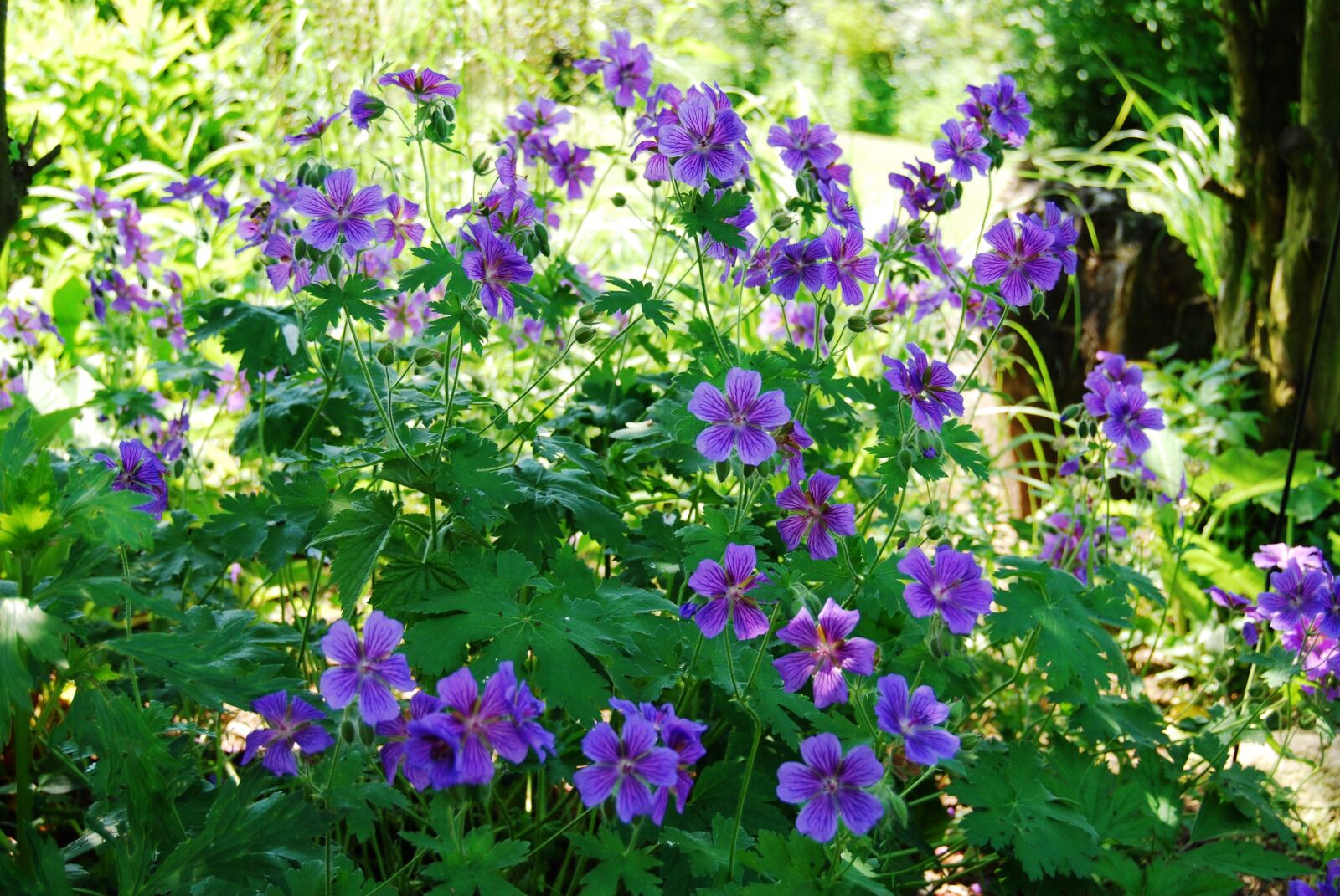 Nikon D40X sample photo. Cranesbill, purple, blossom photography