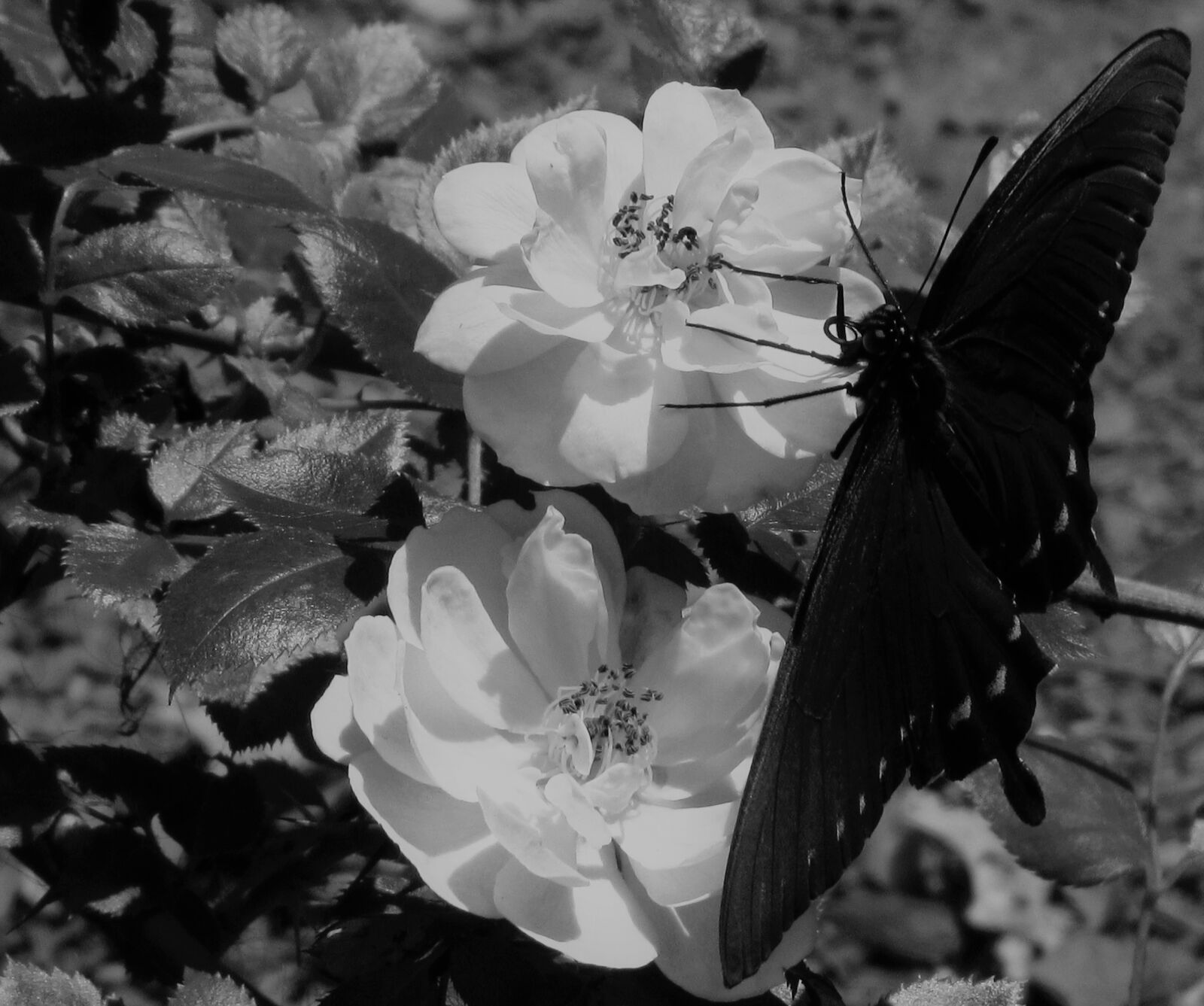 Canon PowerShot SX520 HS sample photo. Black and white, black photography