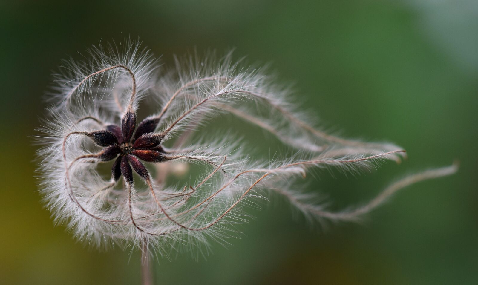 Nikon D3300 sample photo. Seeds, flying seeds, close photography