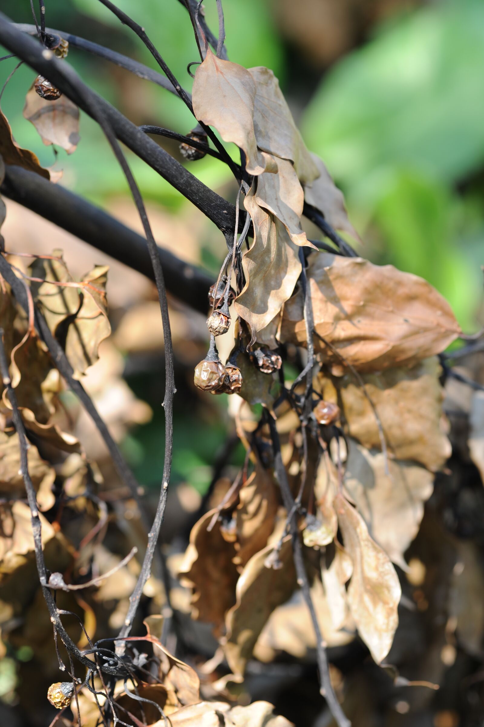 Nikon D700 sample photo. The leaves, dead leaves photography