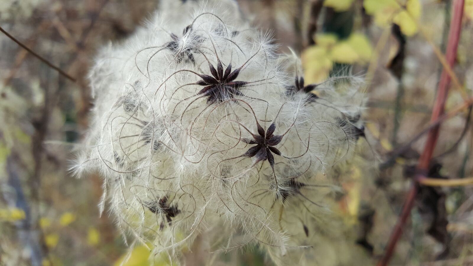 Samsung Galaxy S6 sample photo. Nature, plant, flower photography