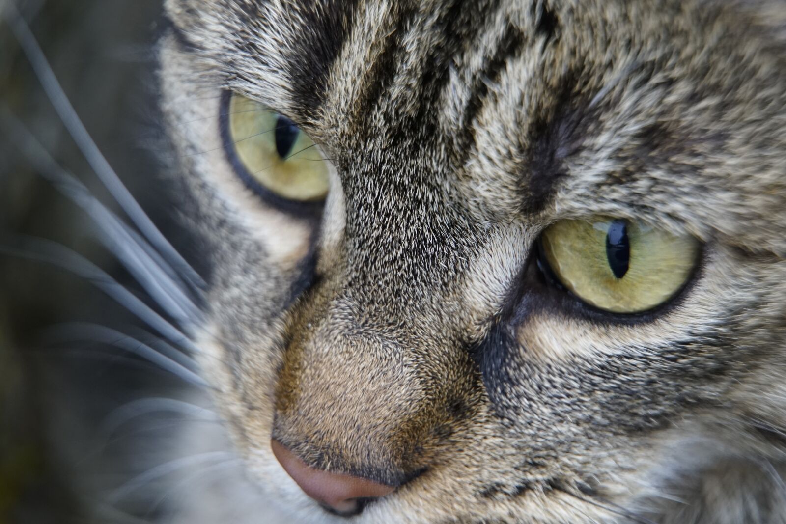 Sony a7R II + Sony E PZ 18-105mm F4 G OSS sample photo. Cat, face, animal photography
