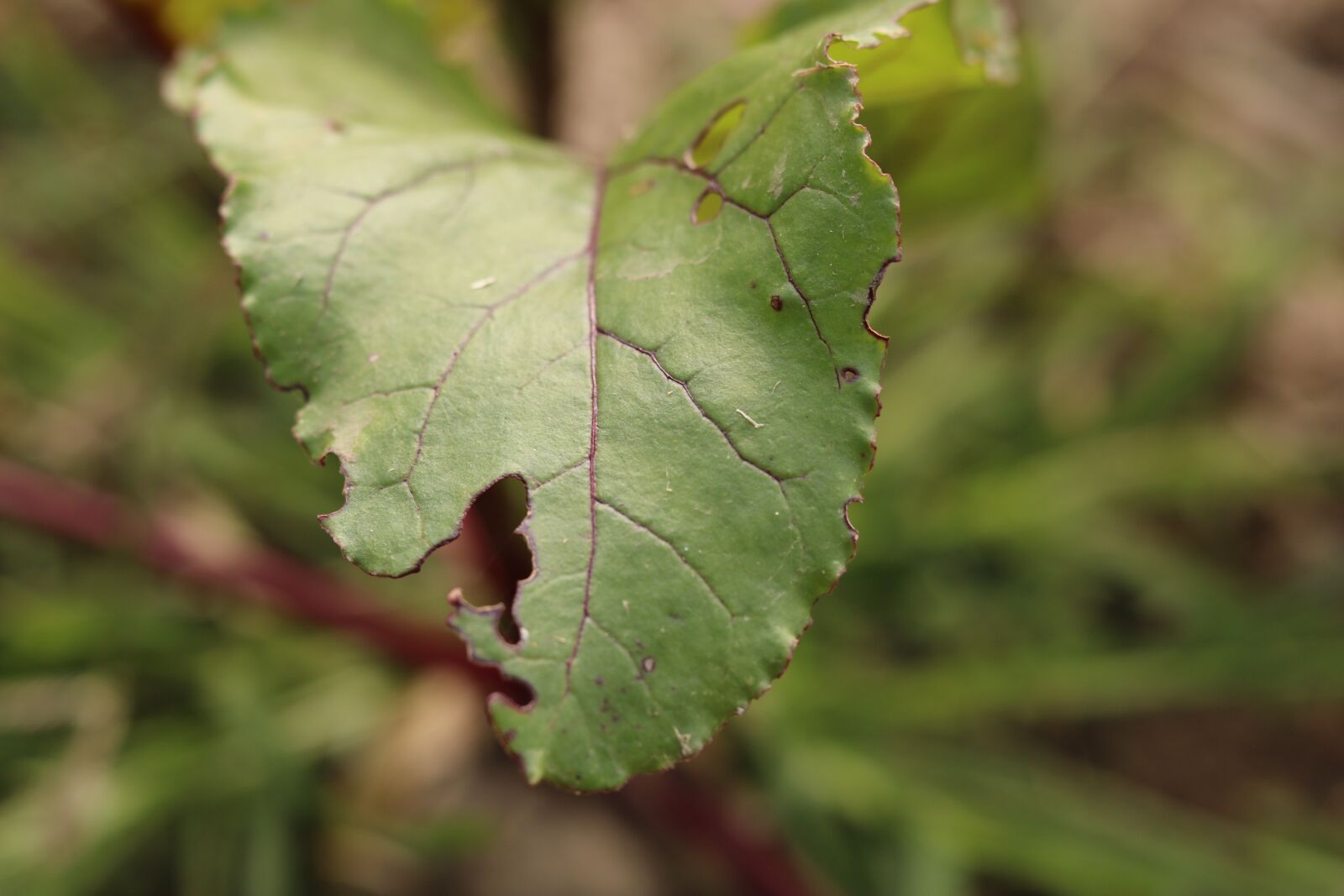 Canon EOS 750D (EOS Rebel T6i / EOS Kiss X8i) sample photo. Leaves, leaf, plant photography