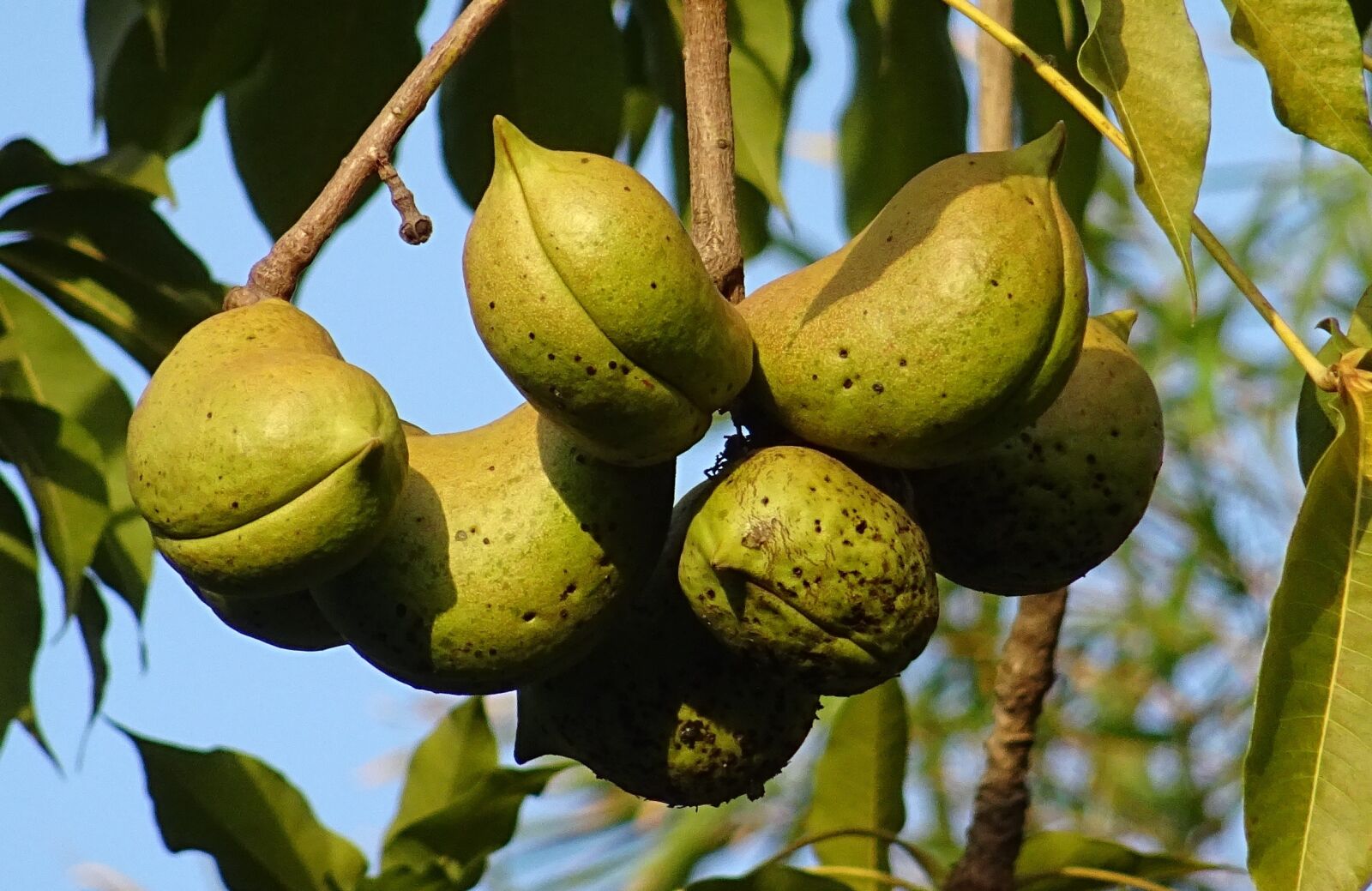 Sony DSC-HX60V sample photo. Fruit, seed pod, sterculia photography