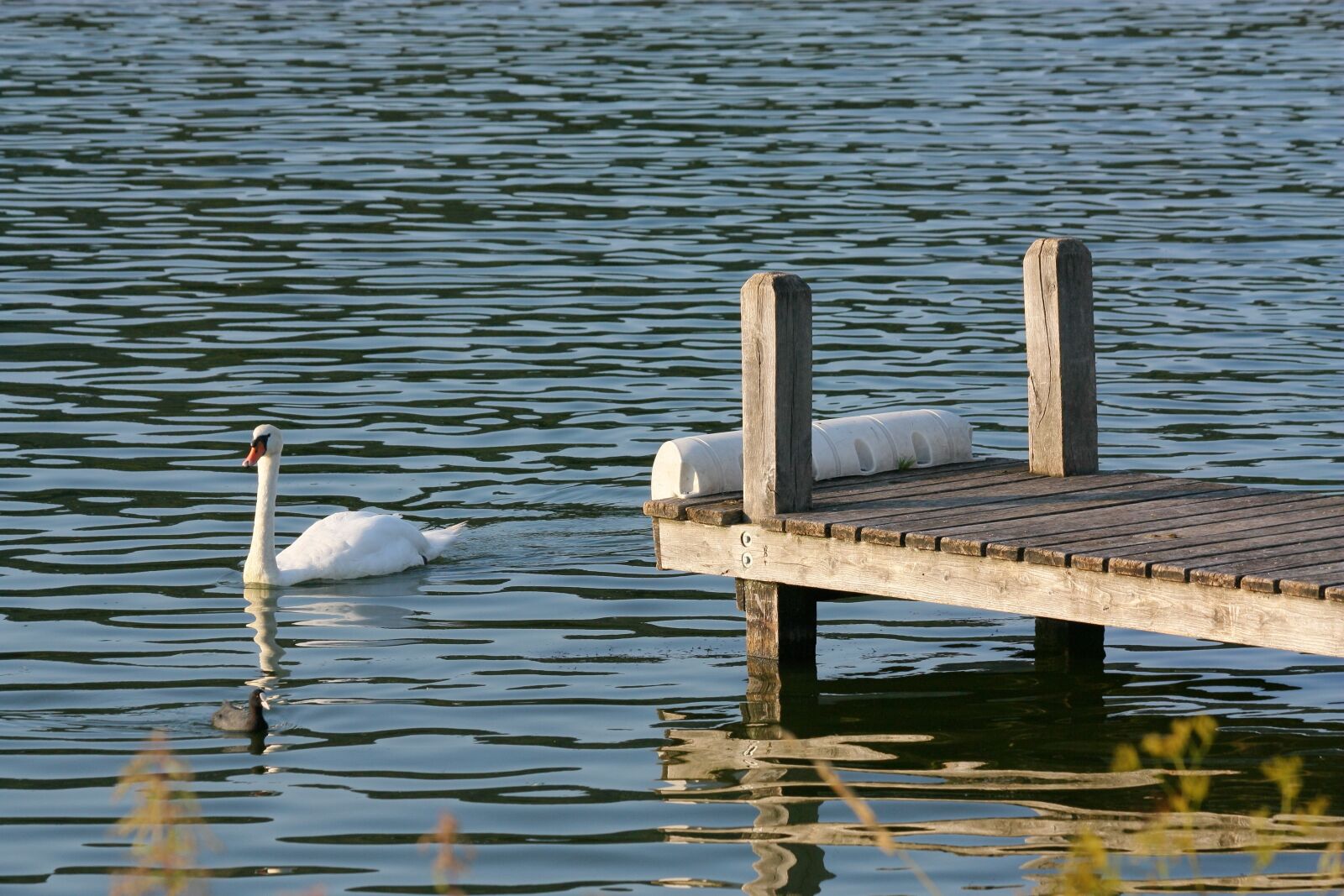 Canon EOS 450D (EOS Rebel XSi / EOS Kiss X2) sample photo. Web, swan, duck photography