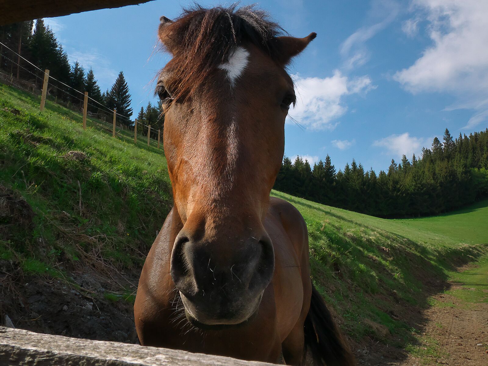 Panasonic DMC-G81 sample photo. Horse, alm, pasture photography