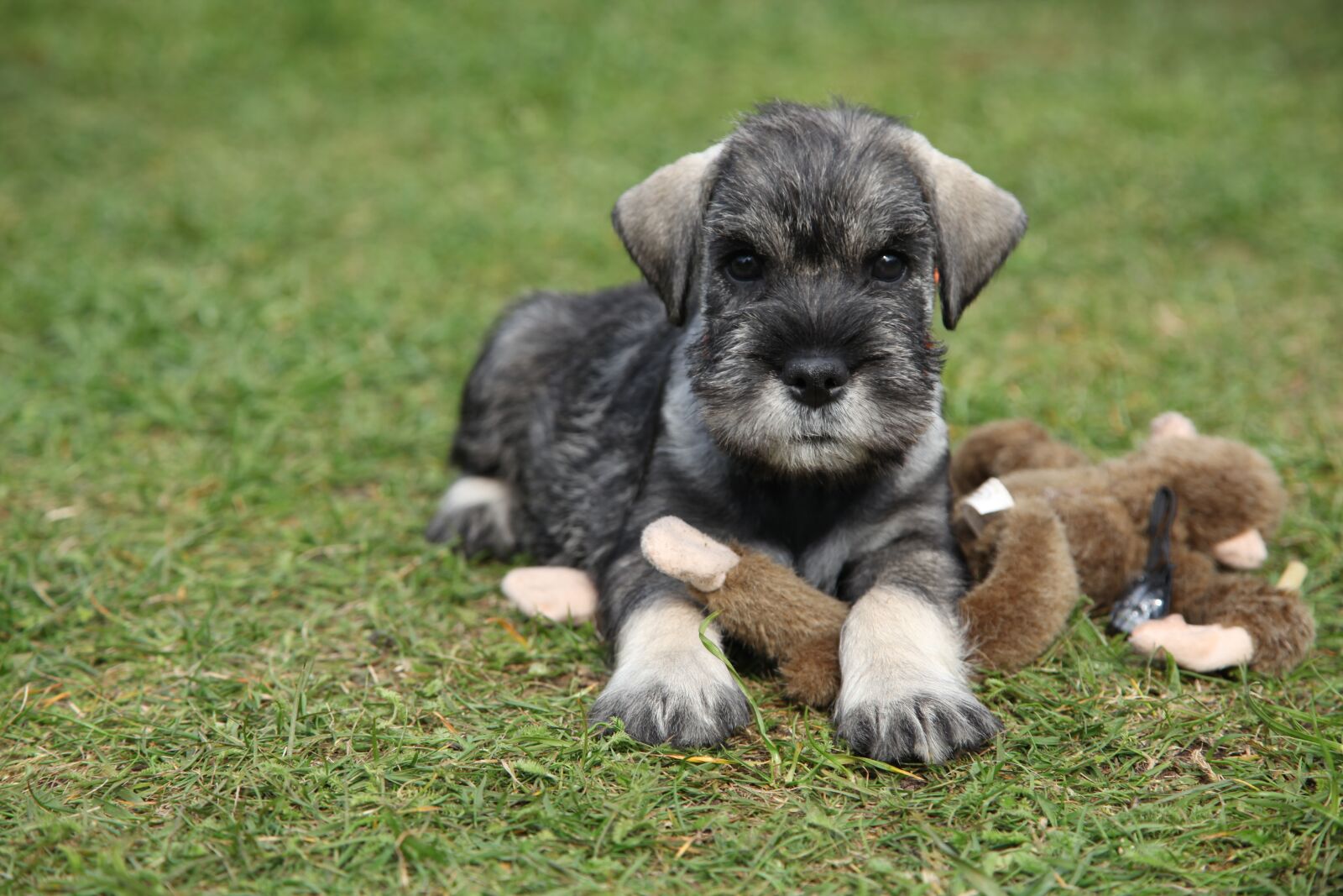 Canon EOS 5D Mark II sample photo. Schnauzer, dog, pet photography