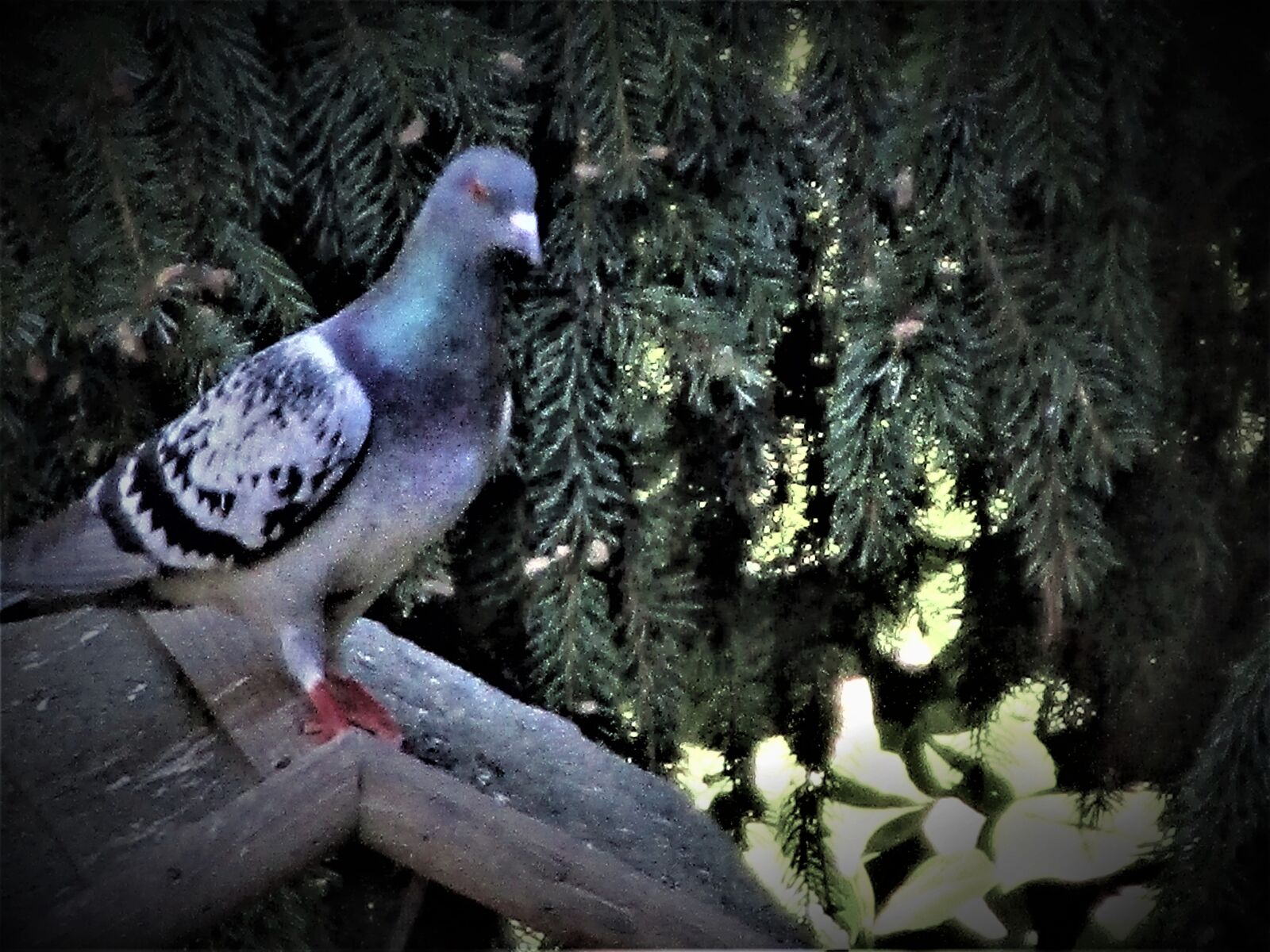 Canon IXUS 190 sample photo. Animals, pigeons, birds photography