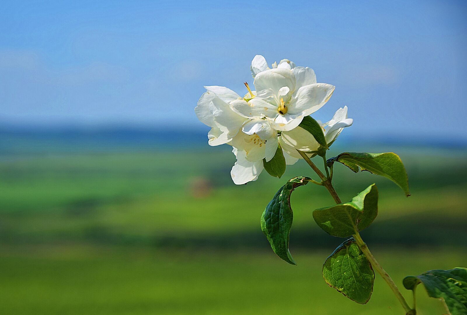 Nikon D3300 sample photo. Flower, green, plant photography